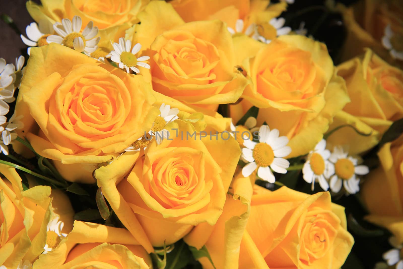 yellow roses and matricaria in sunlight by studioportosabbia