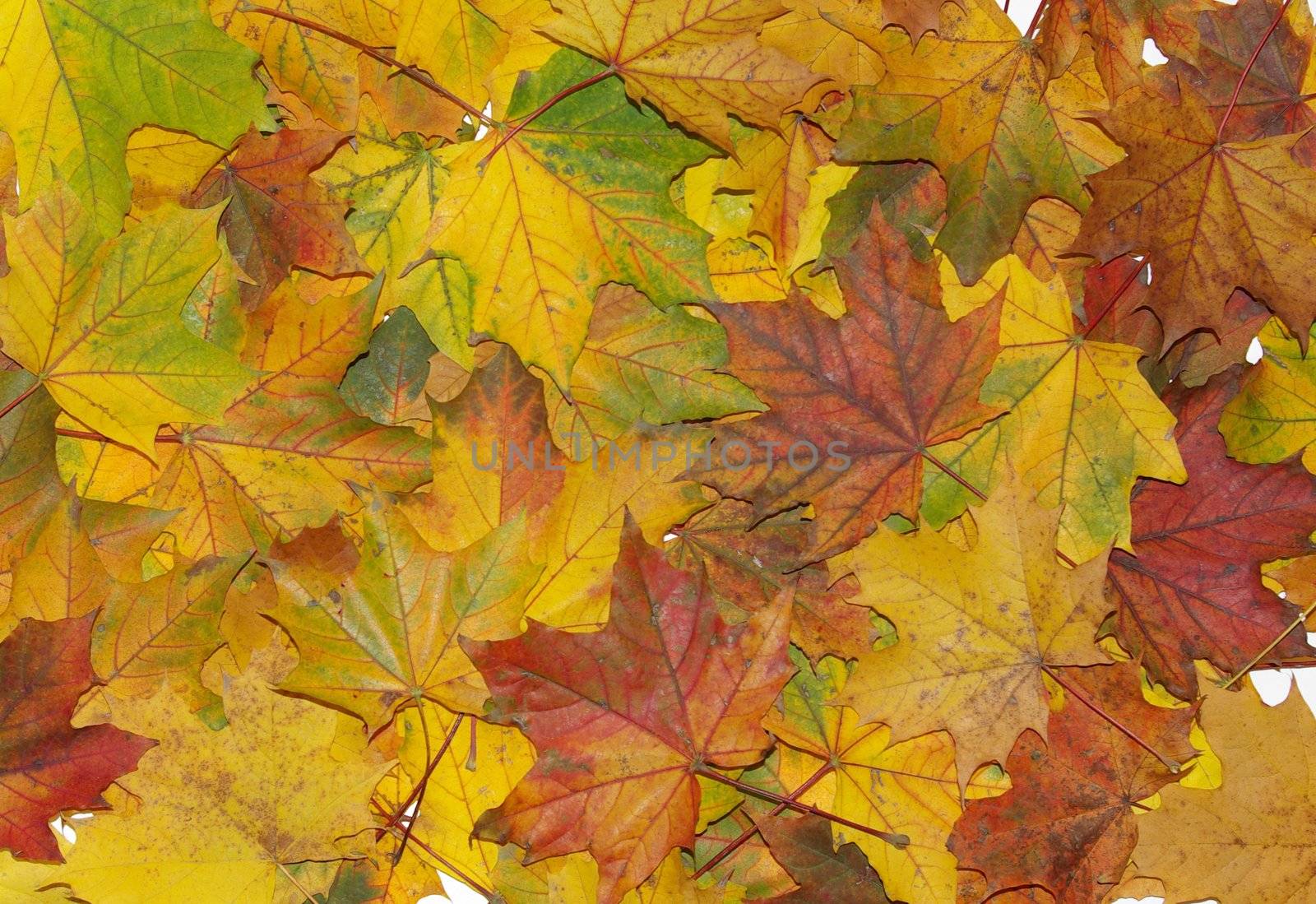 Background from a autumn leaves