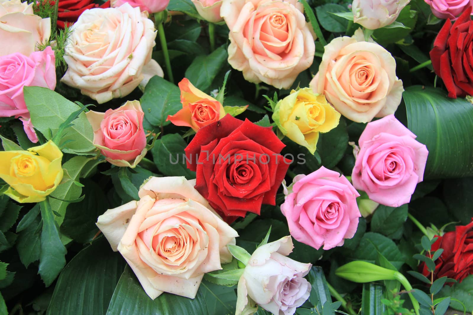Rose bouquet in many different bright colors