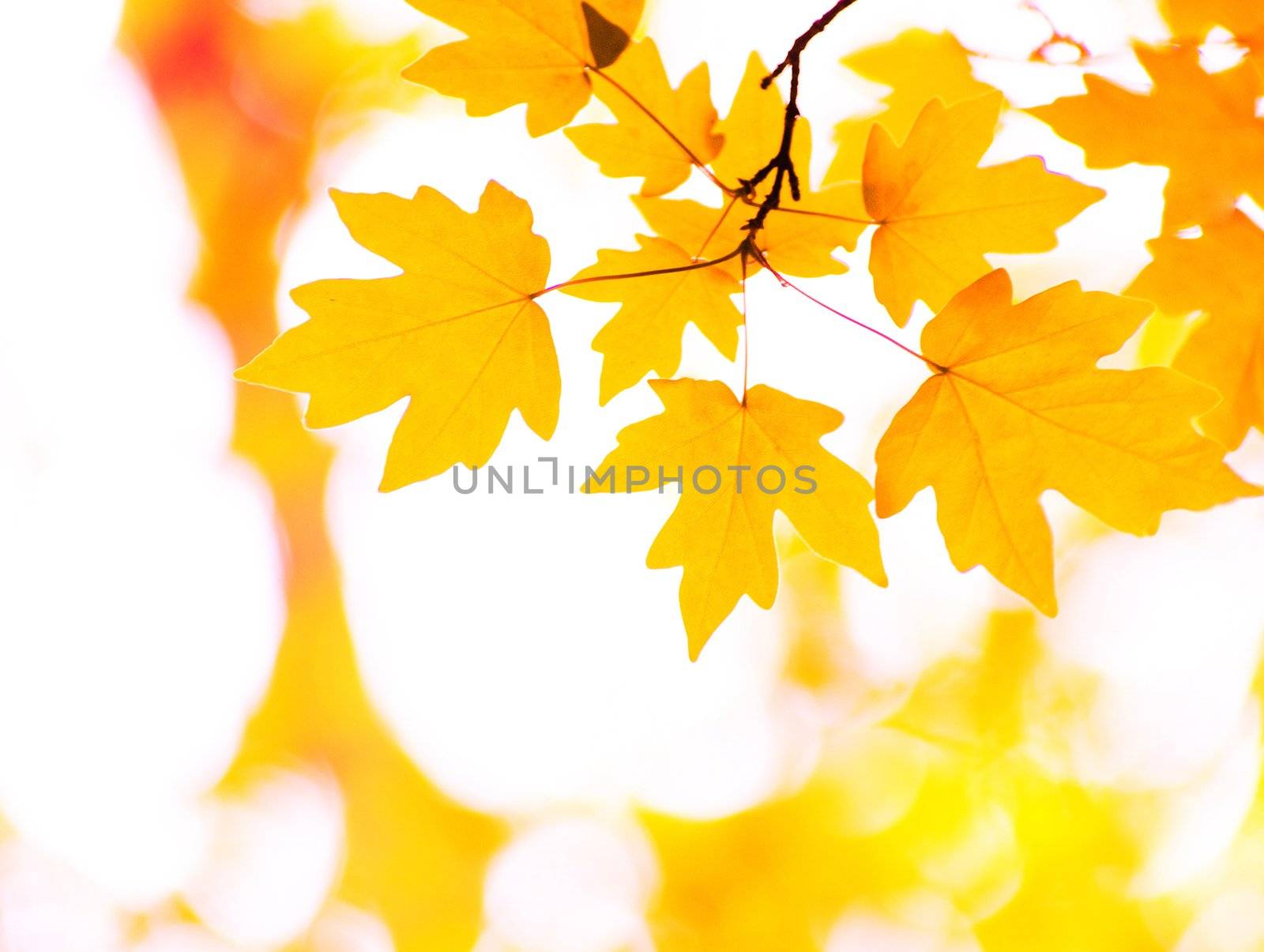 autumn leaves background in sunny day