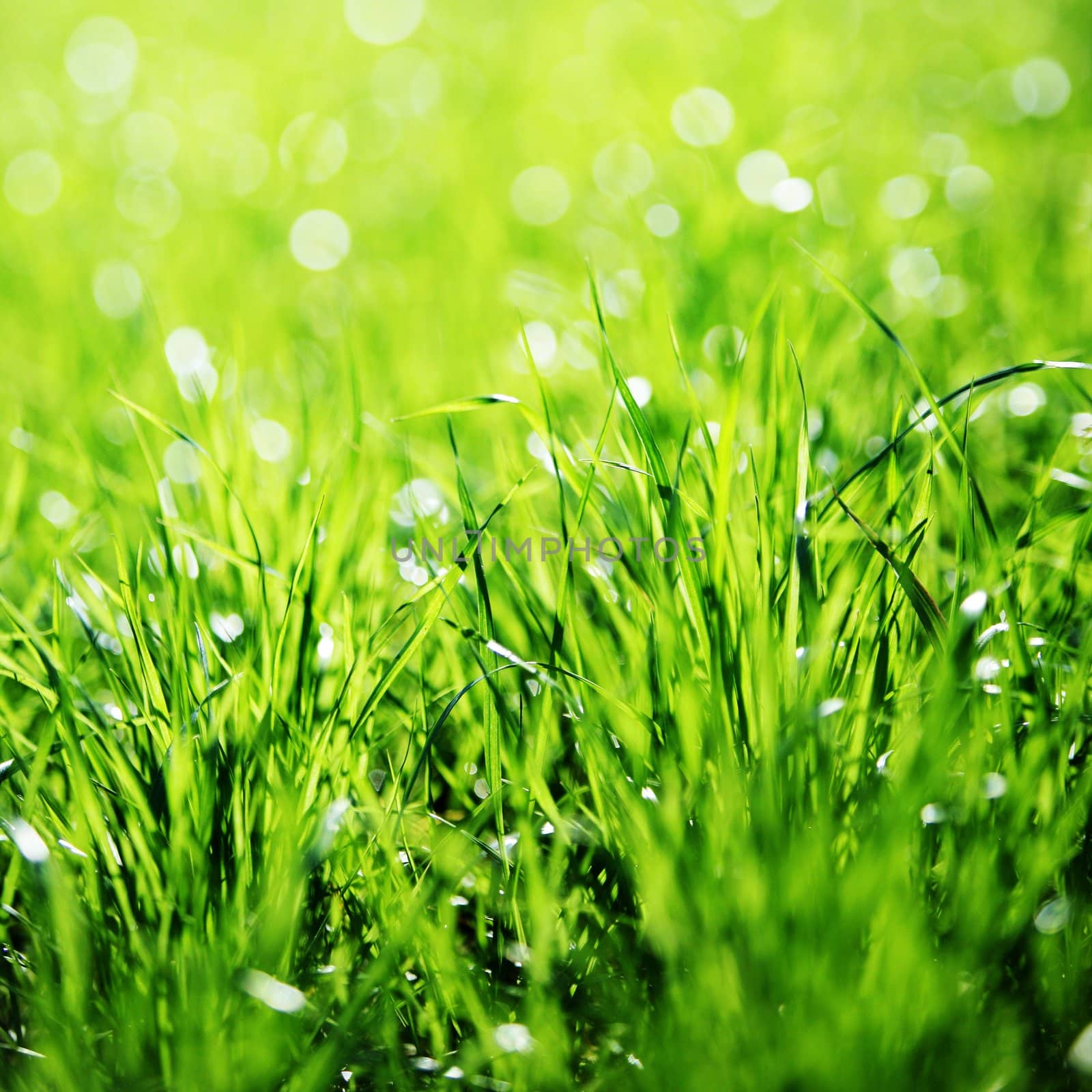Extreme Close up of green grass with focus point.