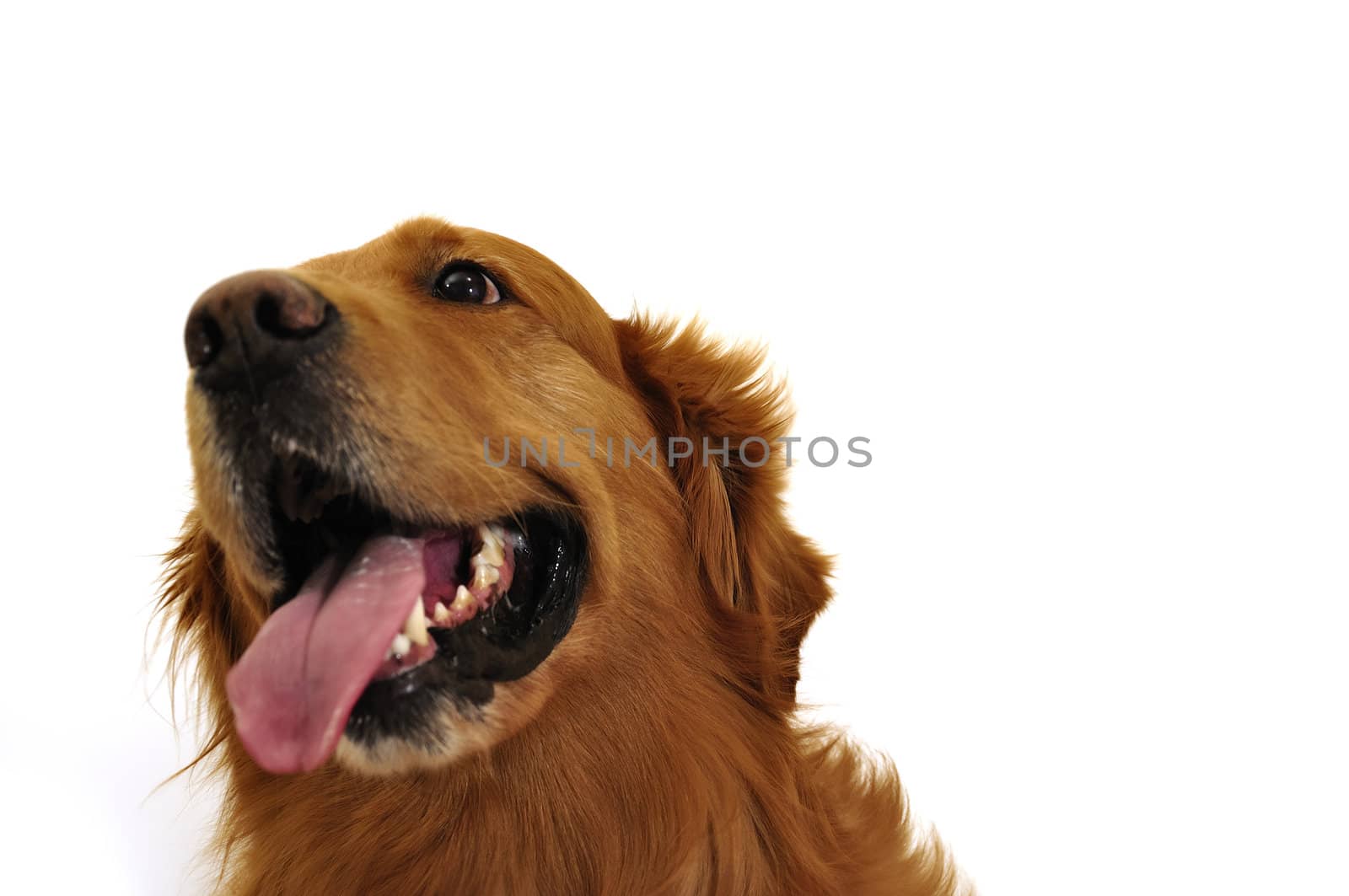 Golden retriever dog very expressive face. Right side look. by jmffotos
