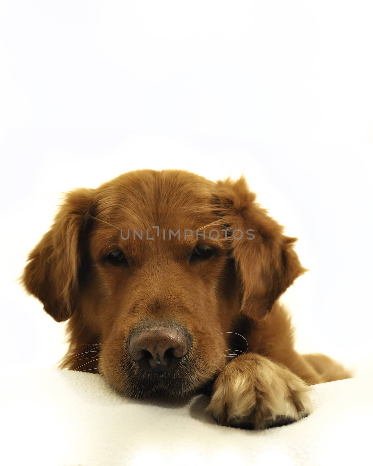 Golden retriever dog very expressive face, looking down.