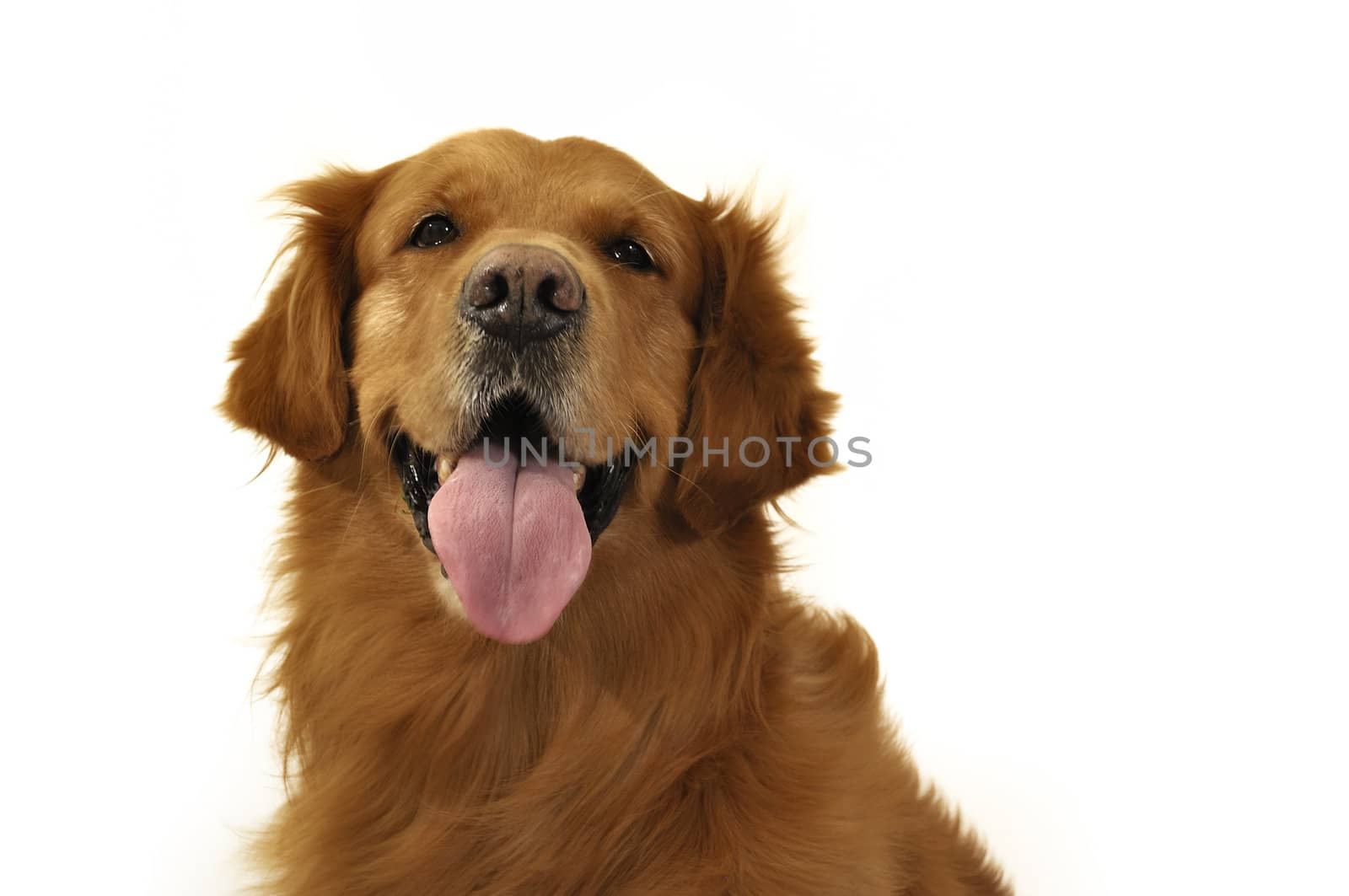 Golden retriever dog very expressive face, front, tongue. Happy and fun.
