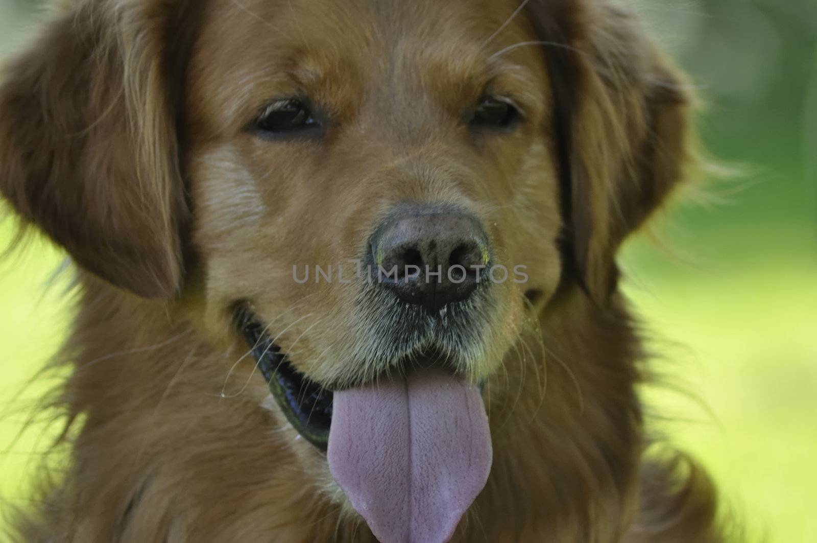 Golden Retriever having fun in park. Close up view front.