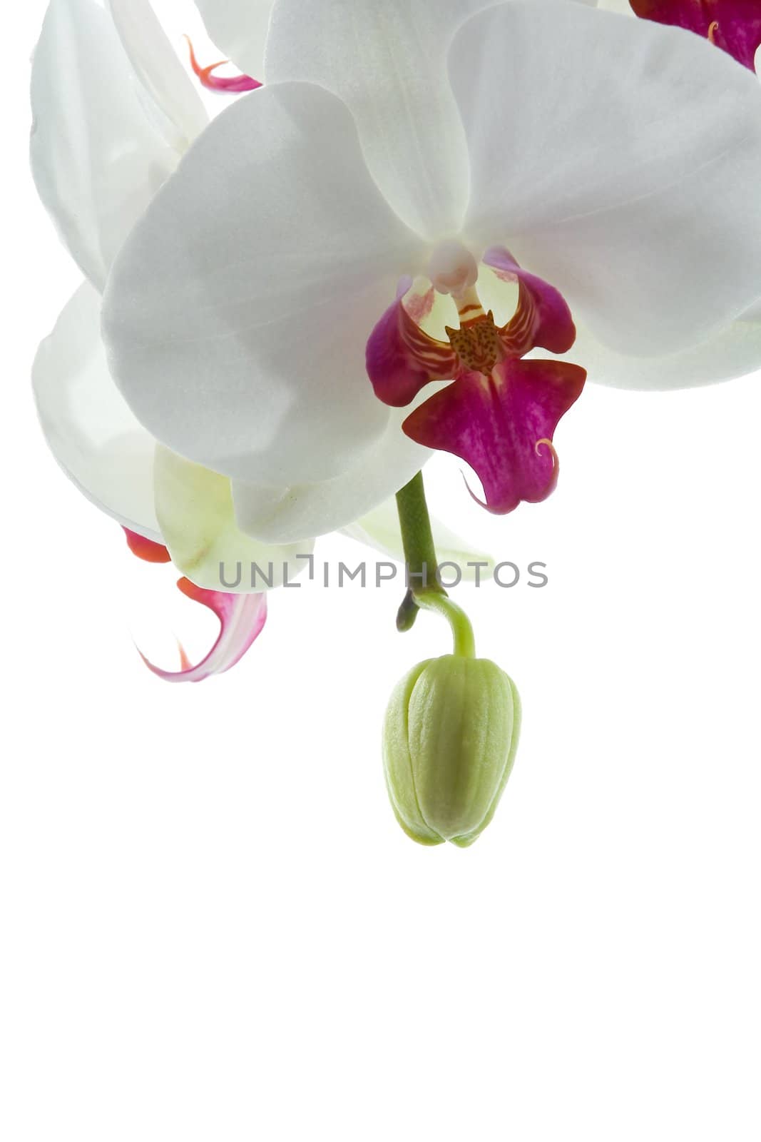 Orchid flowers on a white background. Isolated object. Background for graphic design