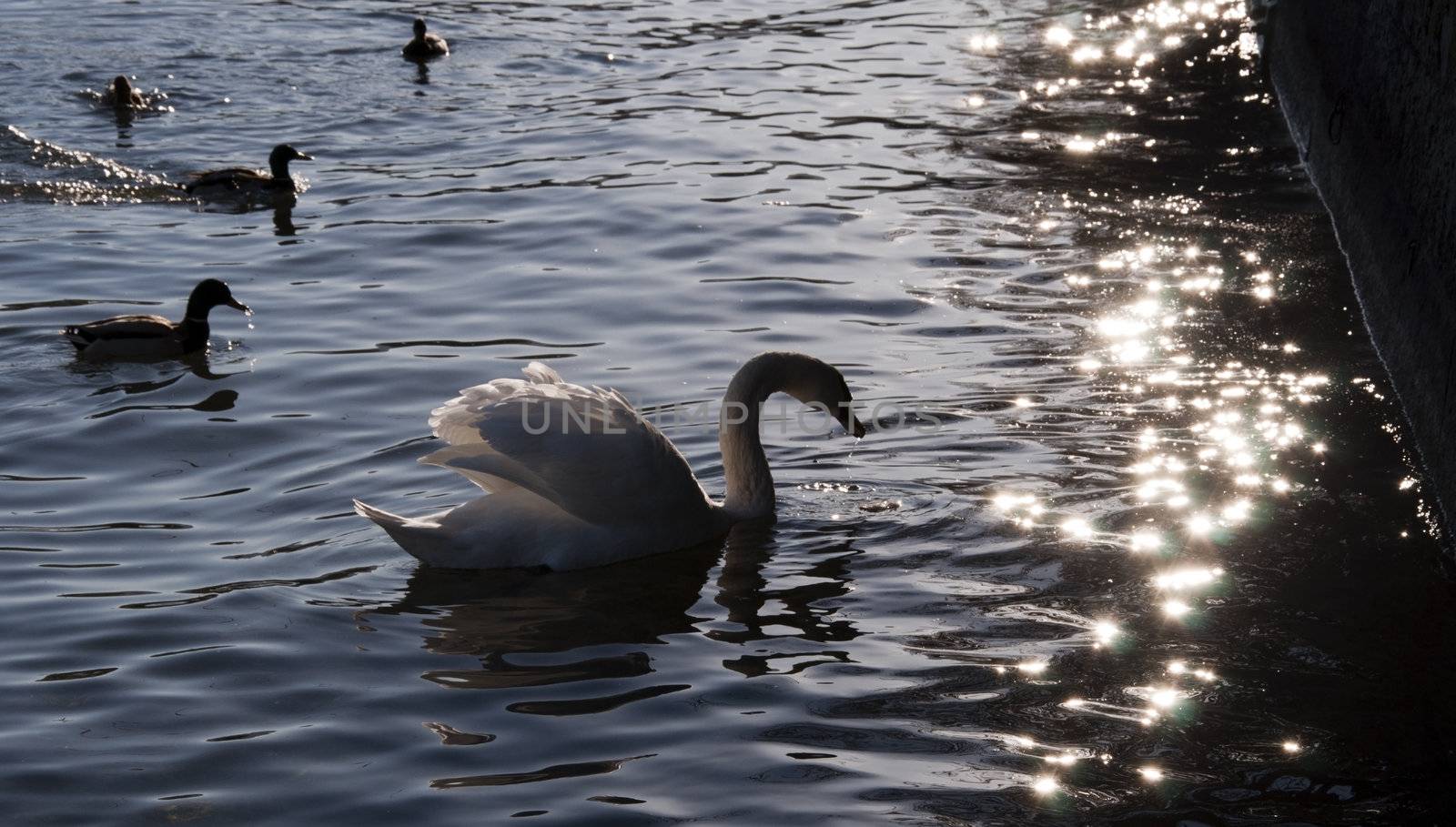 Swan dark light by jmffotos