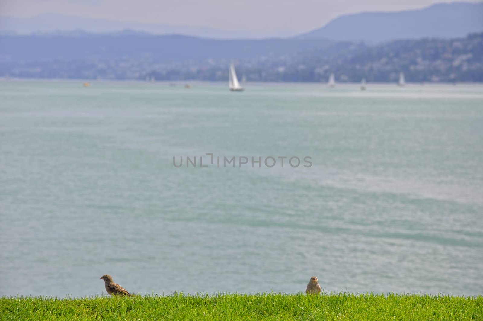 Birds looking the lake. by jmffotos