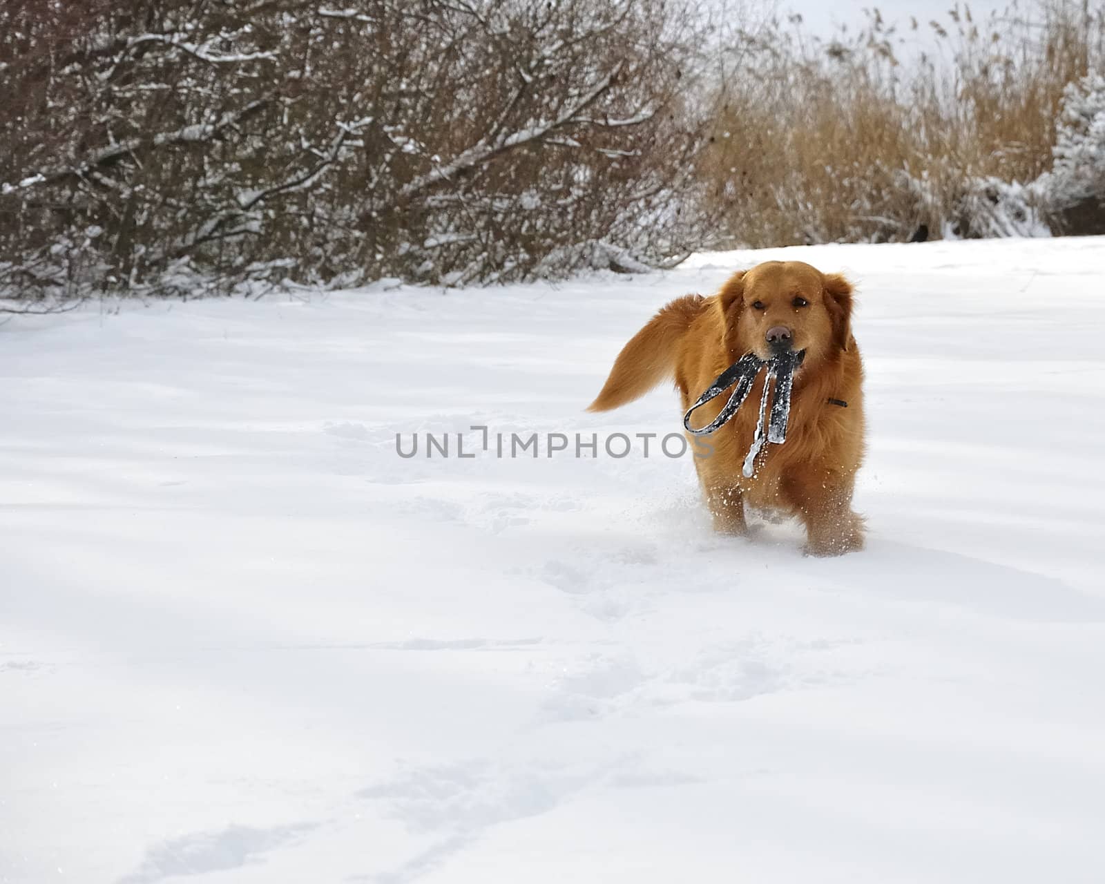 Golden retriever in the snow. Happy dog. by jmffotos