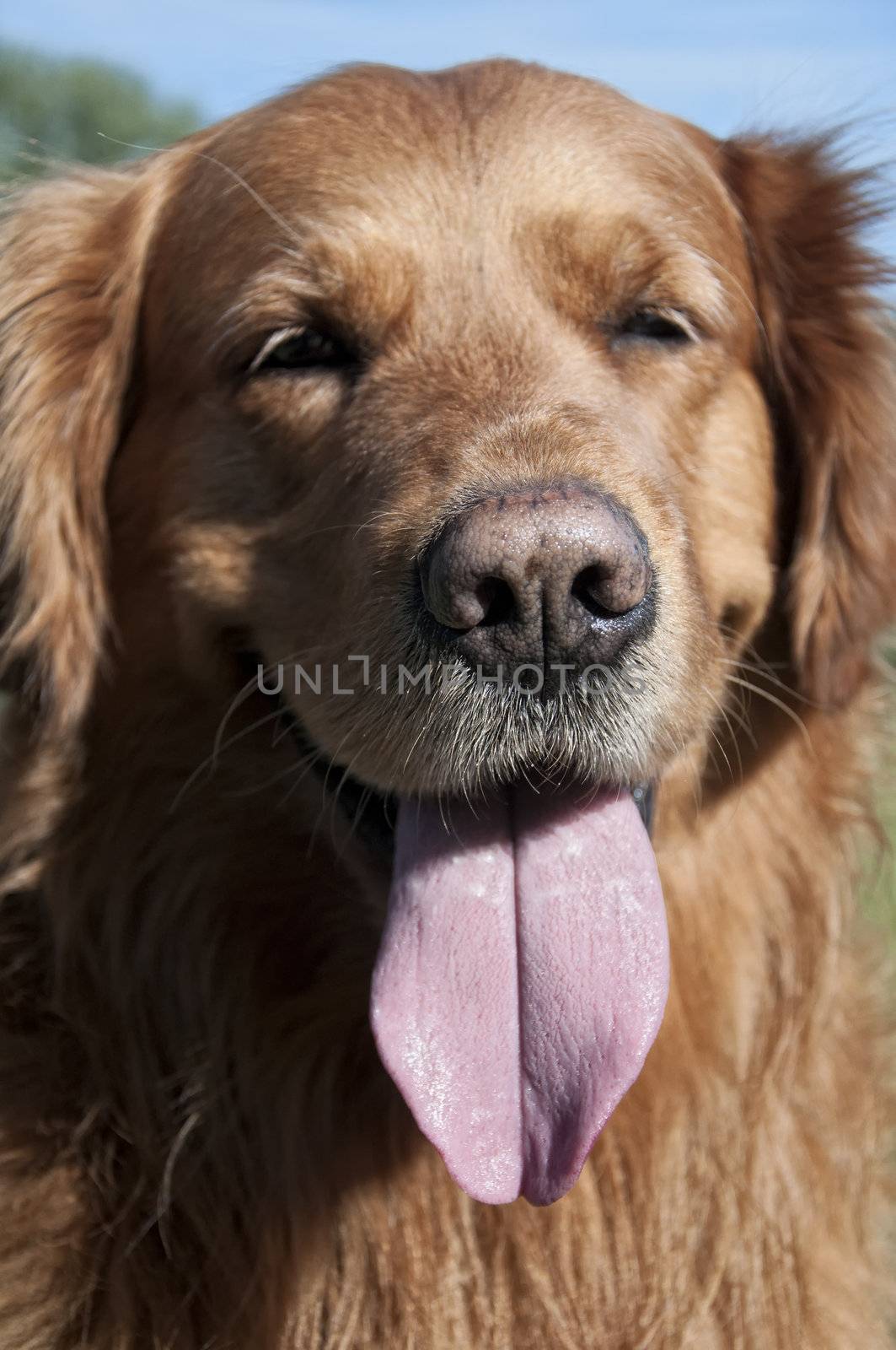 Golden retriever playing in park. Green and sunny.