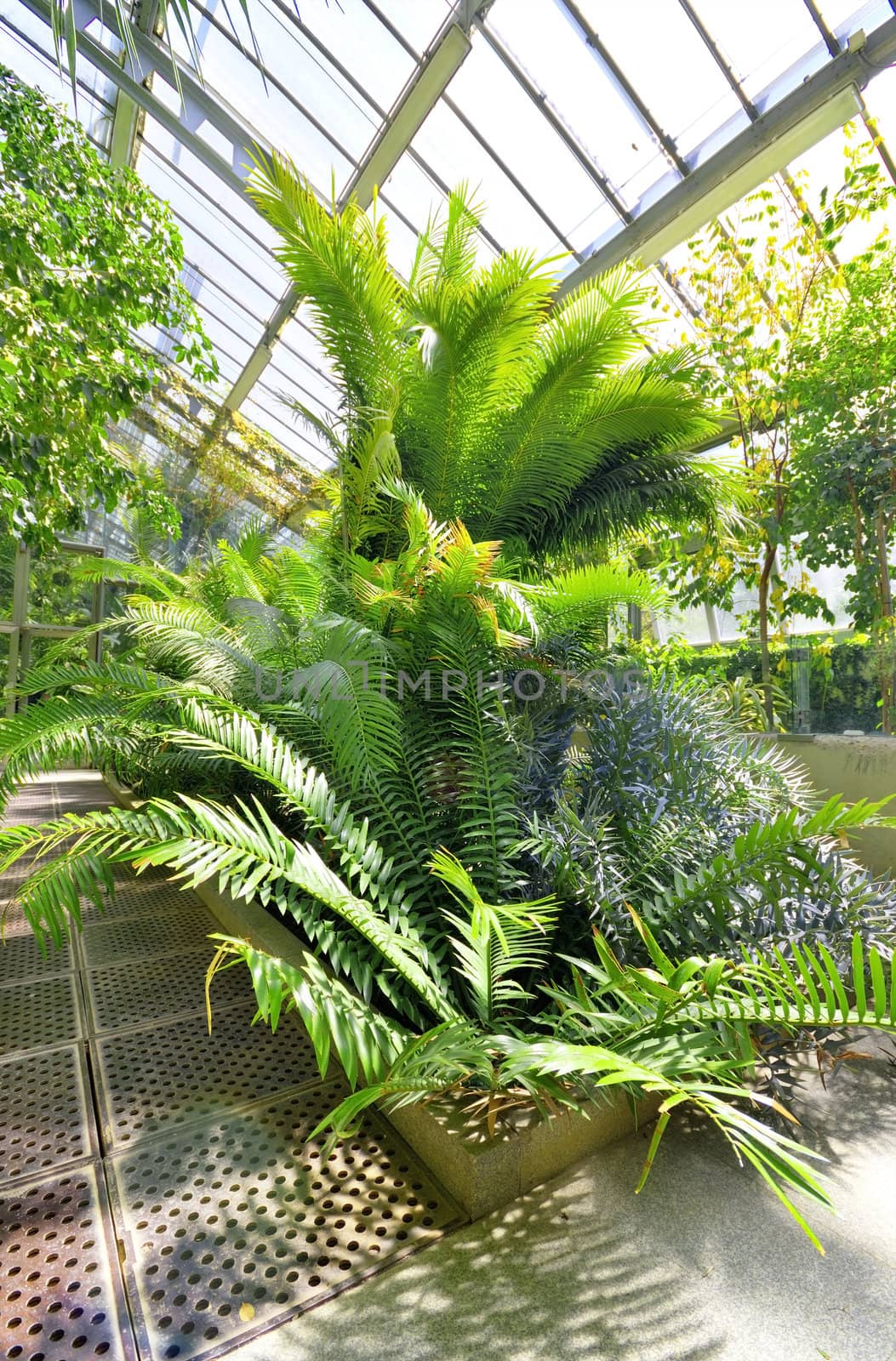 Tropical Plants in a greenhouse at botanic garden, Madrid, Spain.