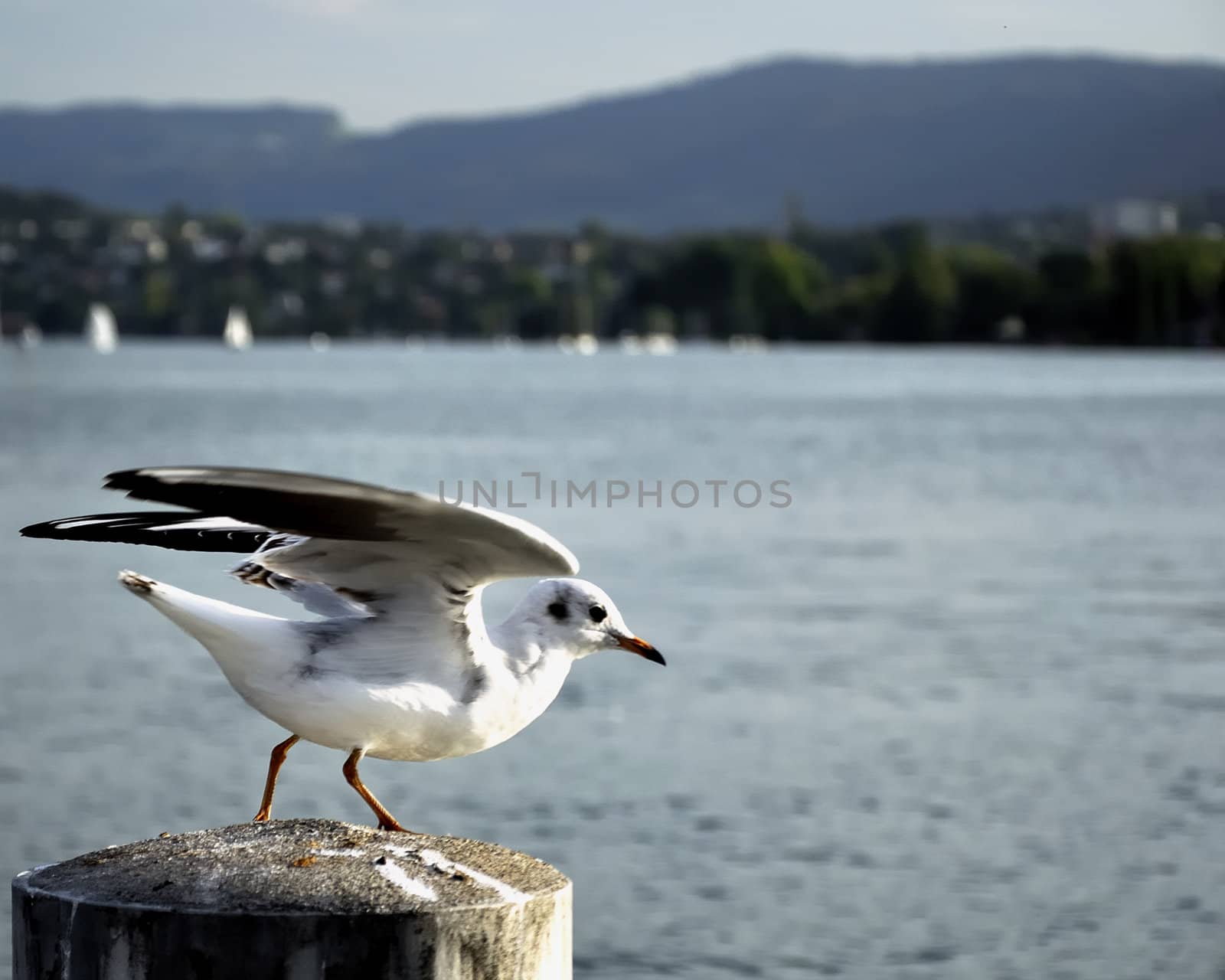 Gull in pier. Lake in background. Close up view.