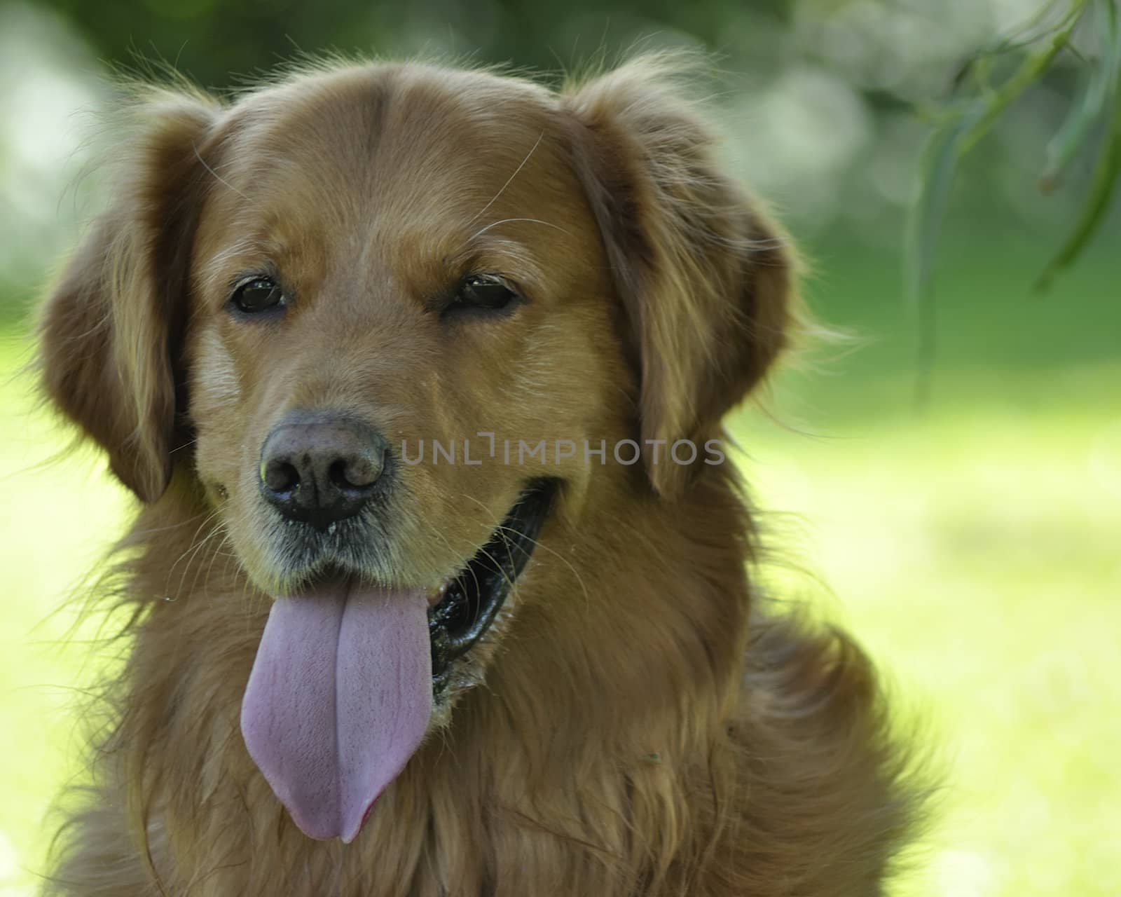 Golden Retriever having fun in park. Close up view. by jmffotos