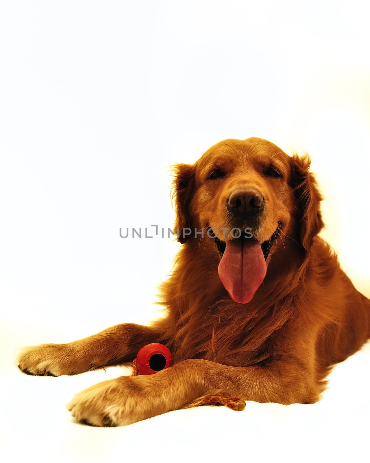 Golden retriever dog very expressive face. Lying with red toy. by jmffotos