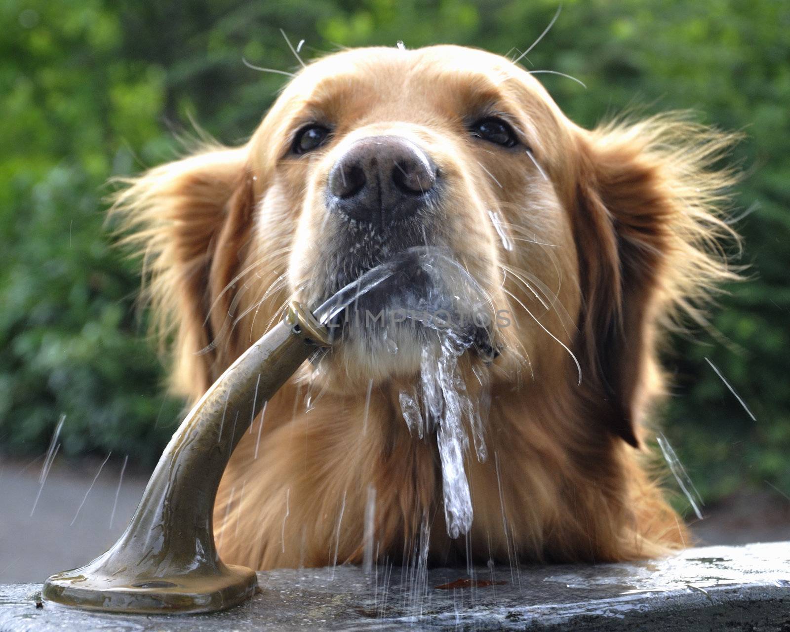 Golden drinking from water fountain. by jmffotos