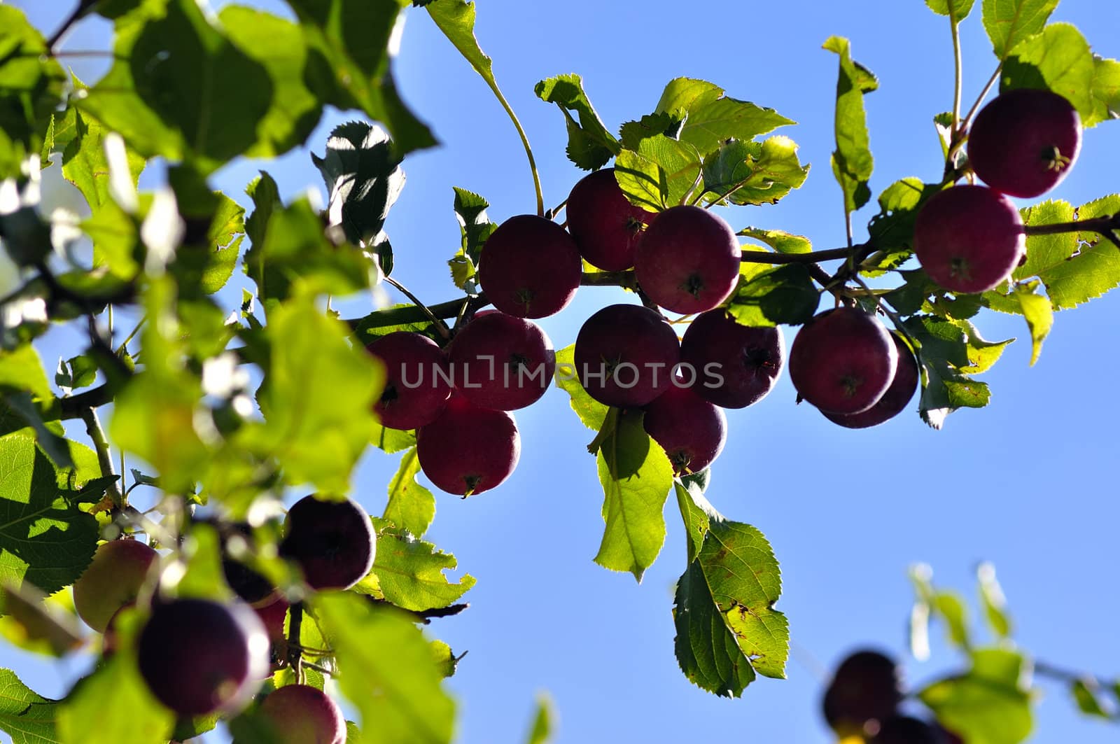 Apple tree. Diet, fresh and healthy. by jmffotos