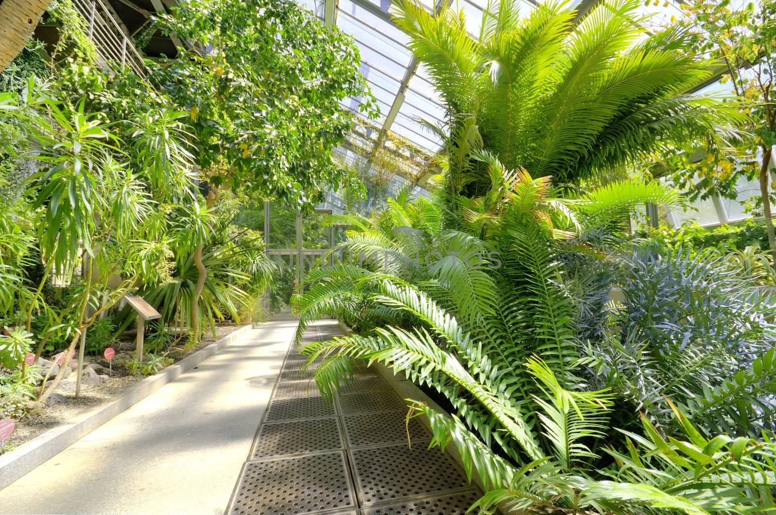 Tropical Plants in a greenhouse at botanic garden, Madrid, Spain.