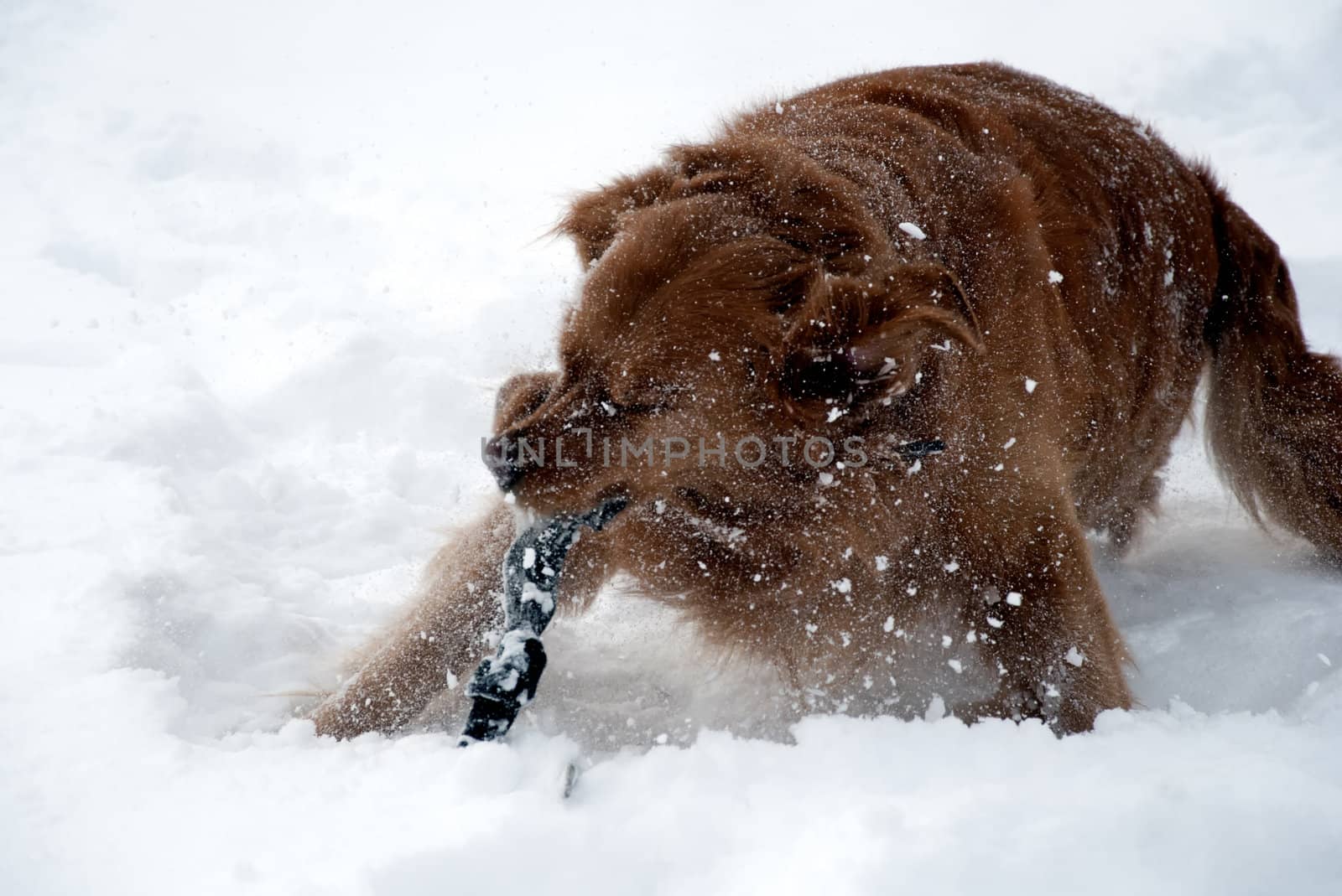 Golden retriever in the snow. Happy dog. 