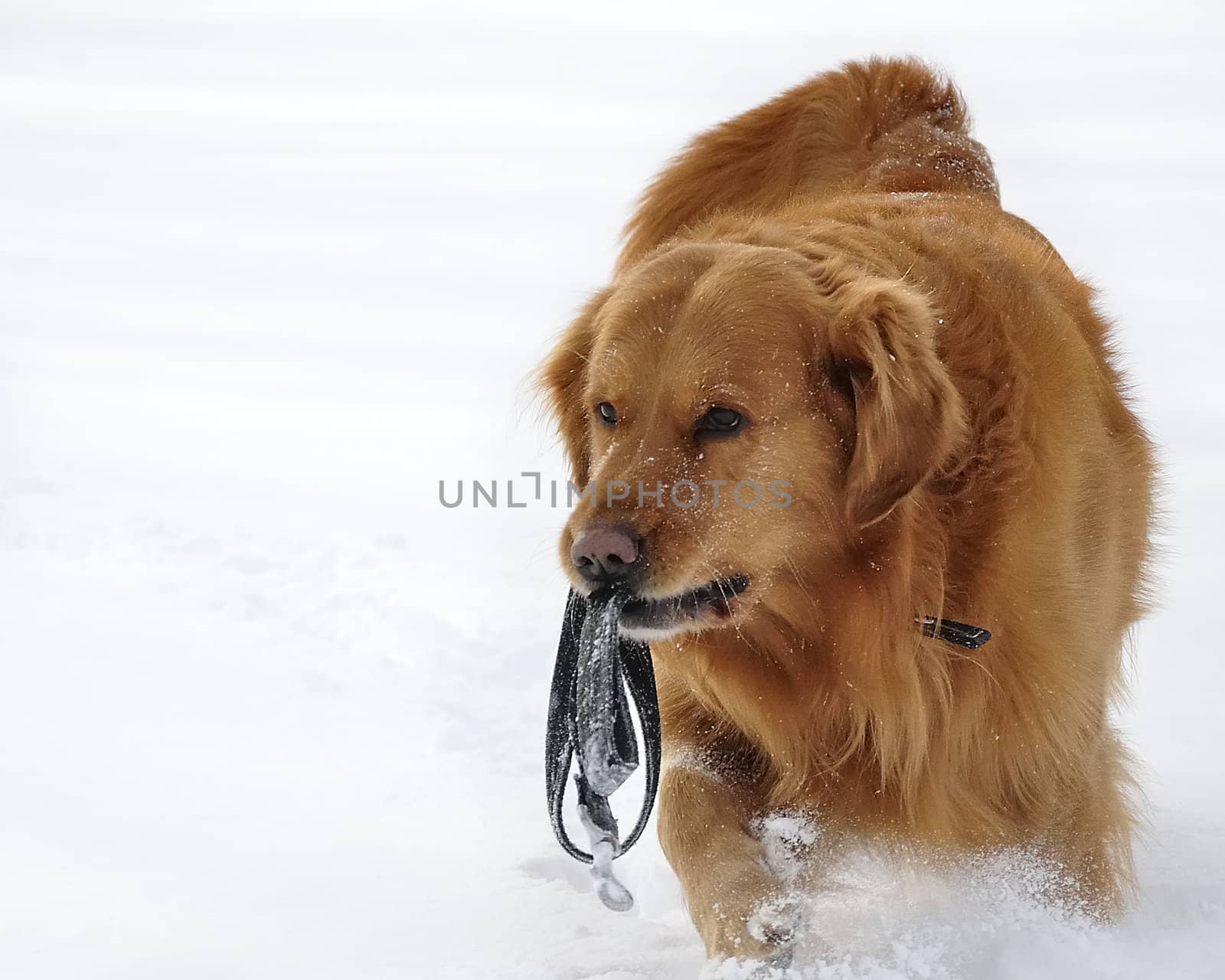 Golden retriever in the snow. Happy dog. 