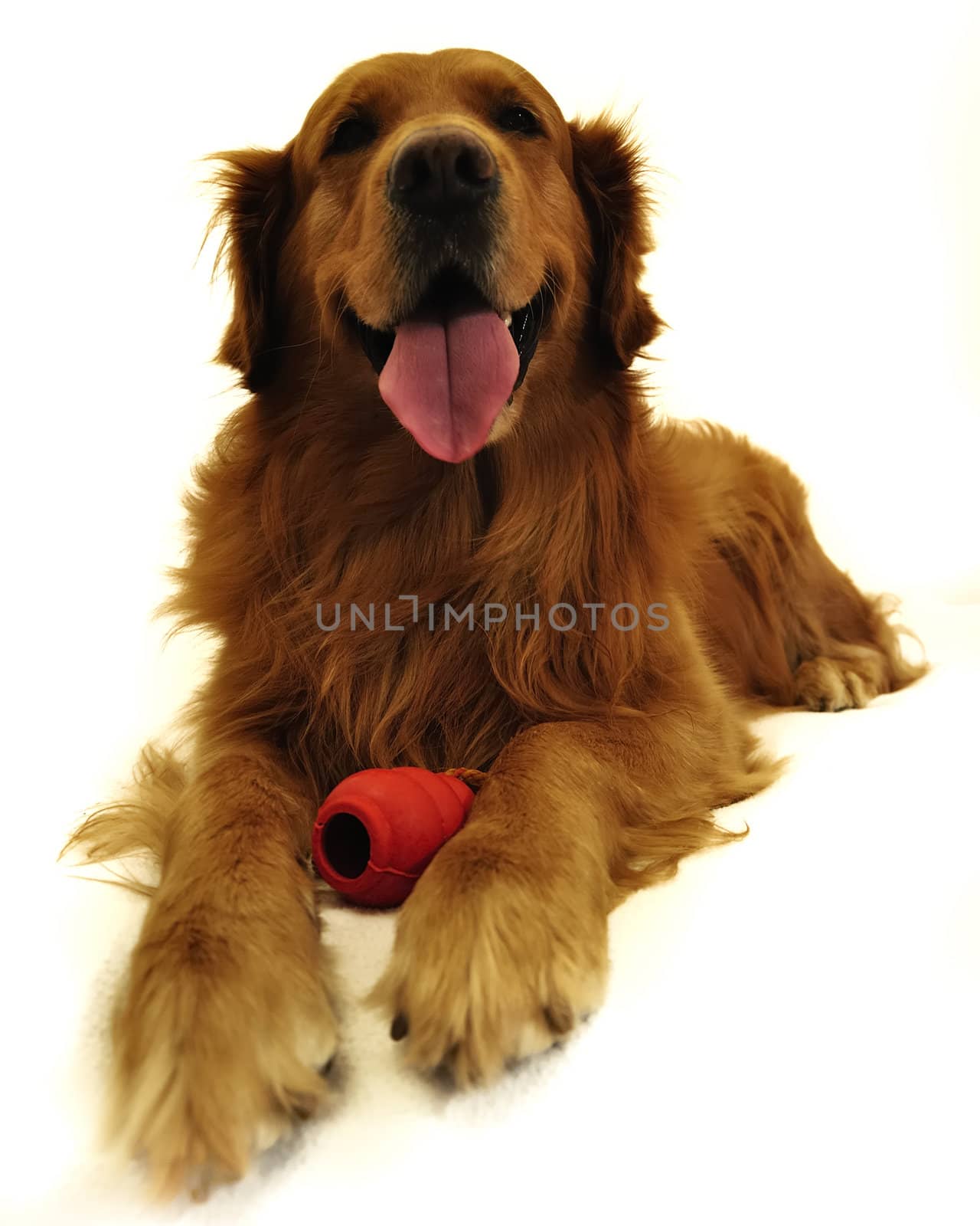 Golden retriever dog very expressive face. Lying with red toy, f by jmffotos