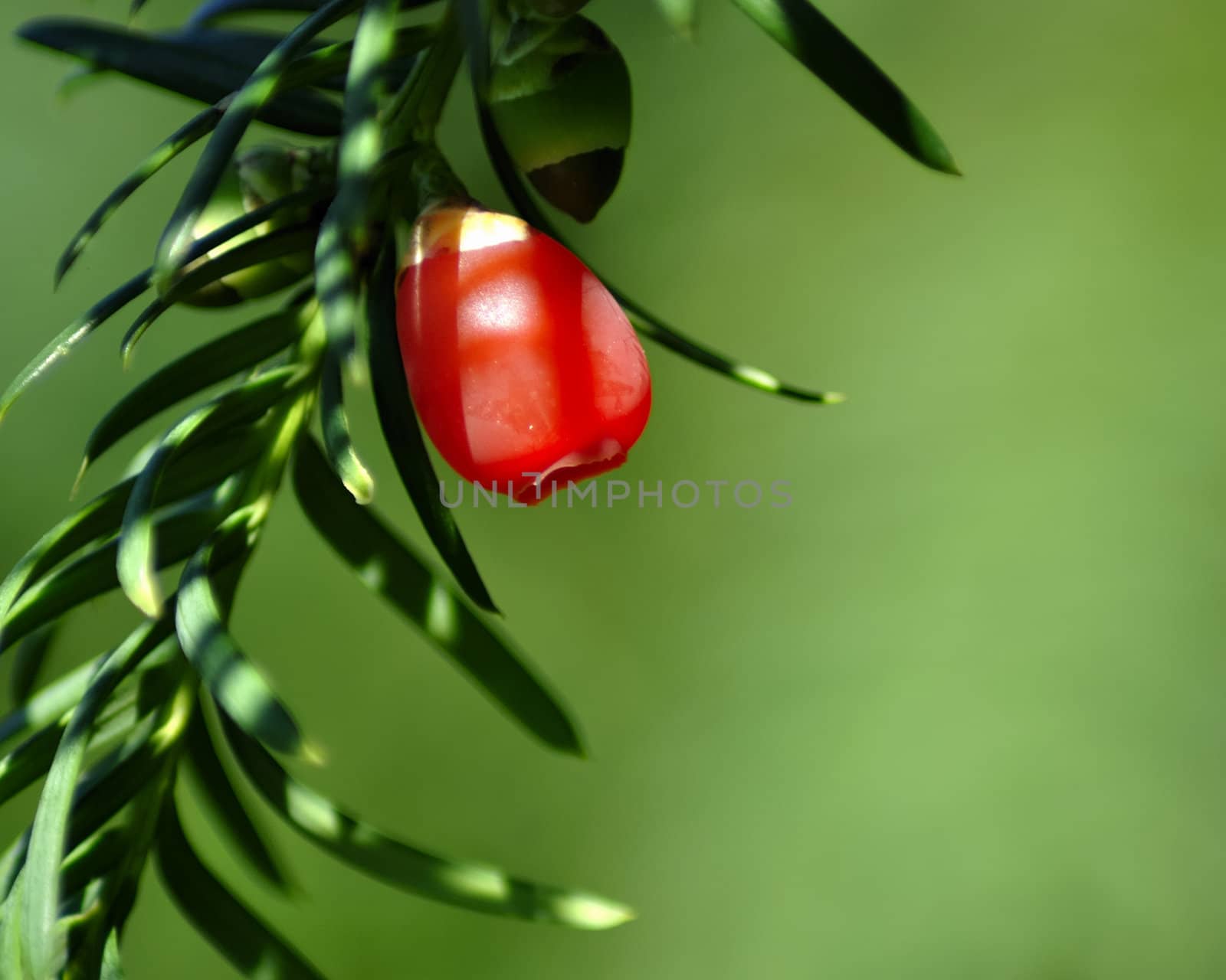 Red fruit pine tree. by jmffotos