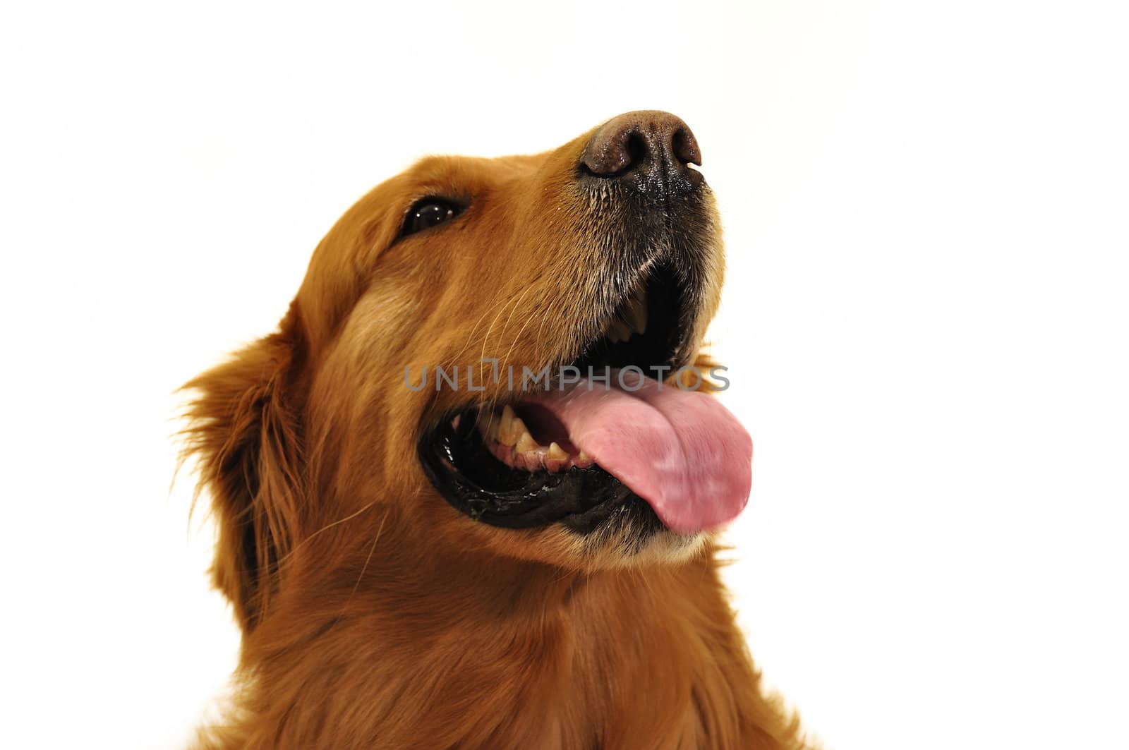 Golden retriever dog very expressive face. Side look.
