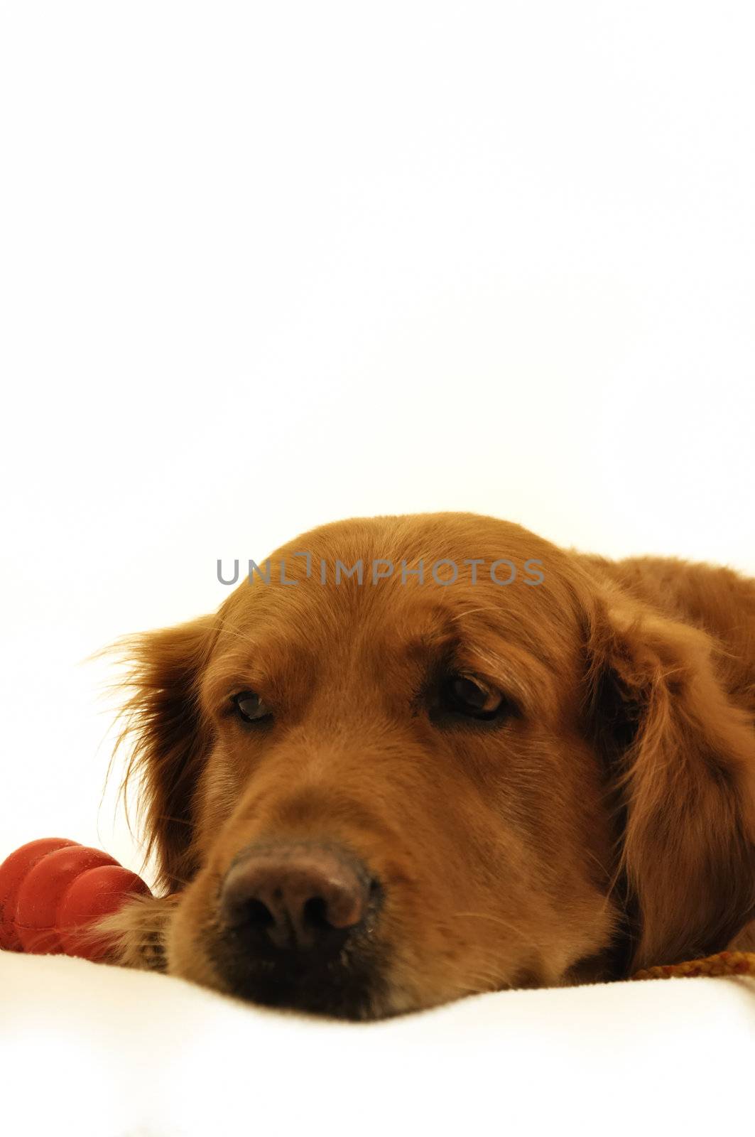 Golden Retriever lying with toy.