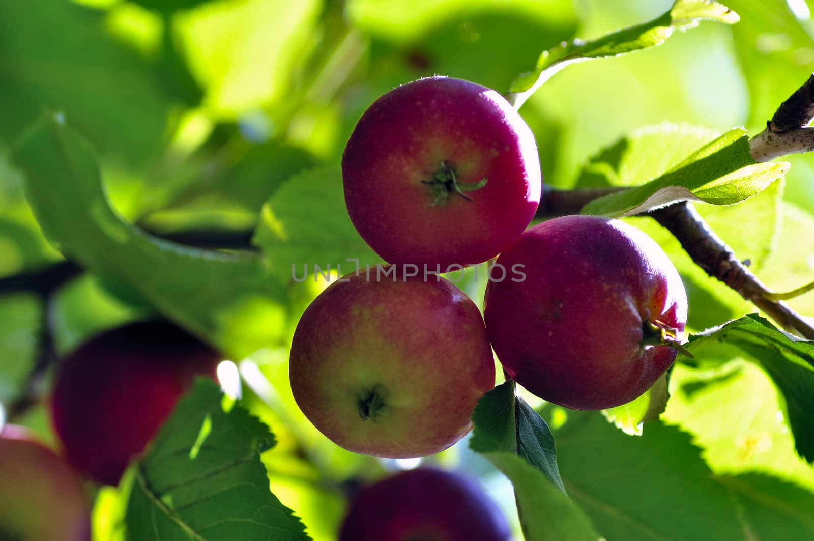 Apple tree. Diet, fresh and healthy. by jmffotos