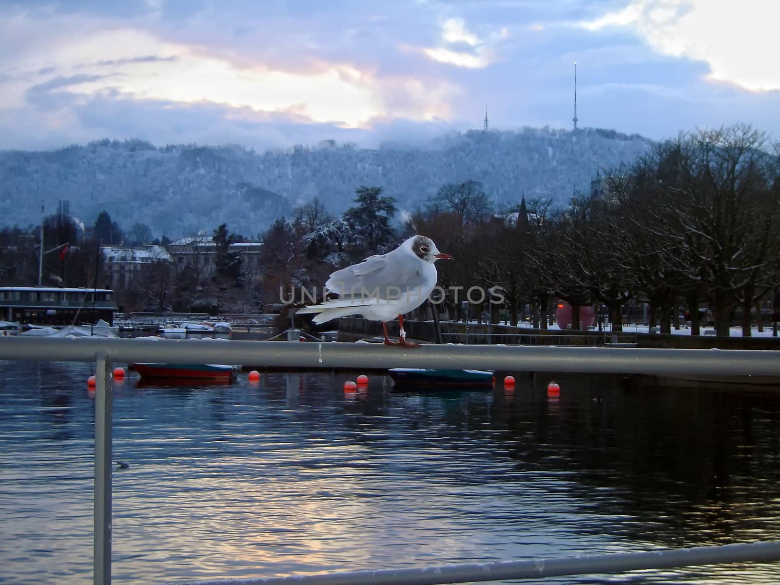 Gull pier lake Zurich (Europe). by jmffotos