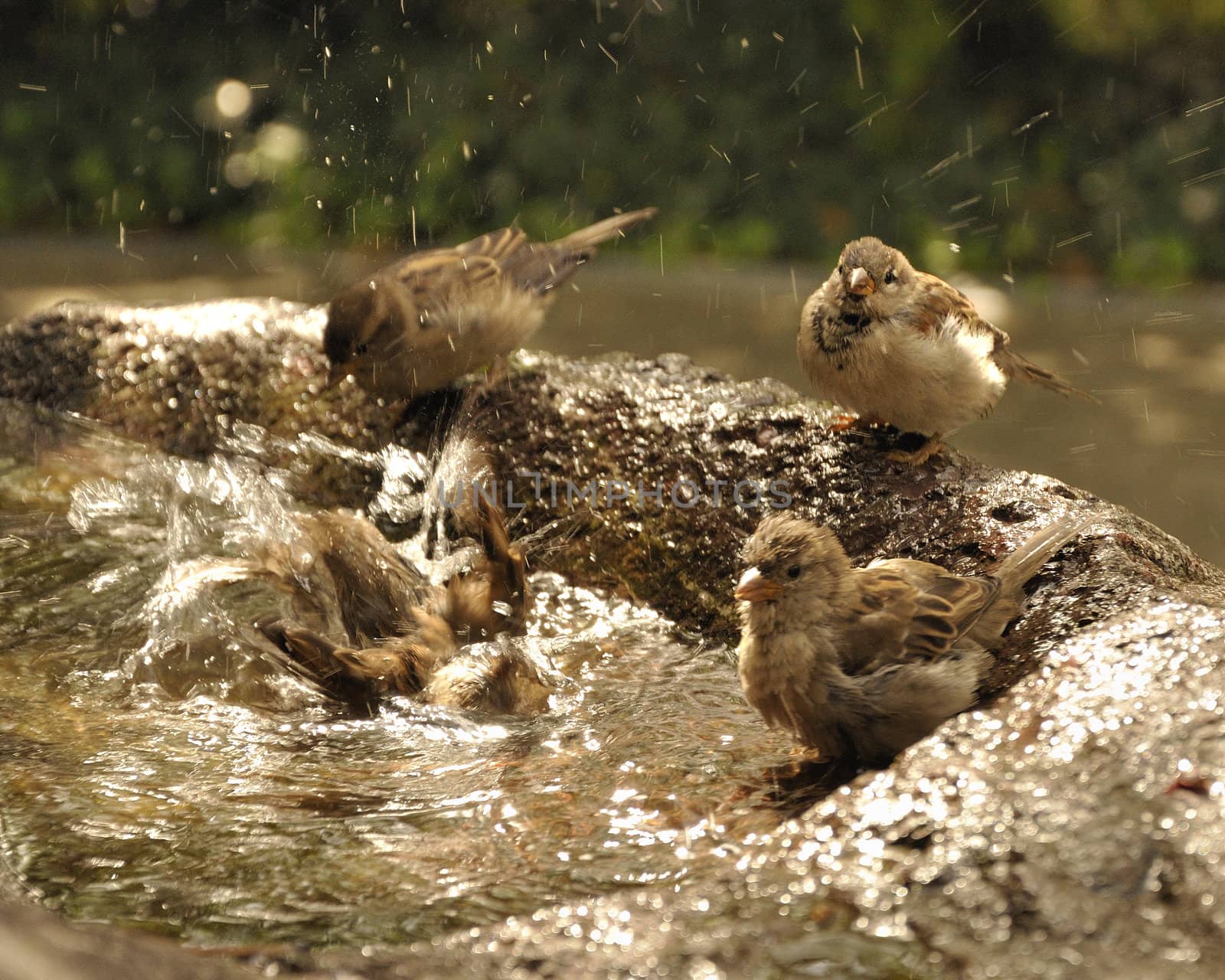 Birds taking a bath. During summer in rock fountain. Happy and fun.
