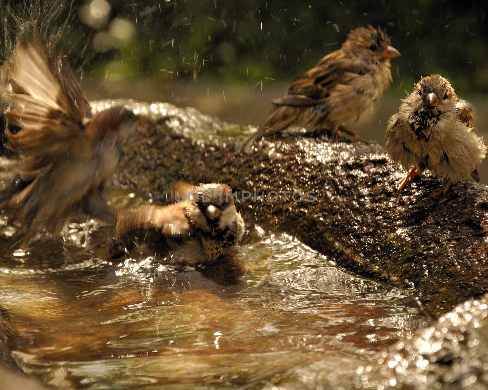 Birds taking a bath. by jmffotos