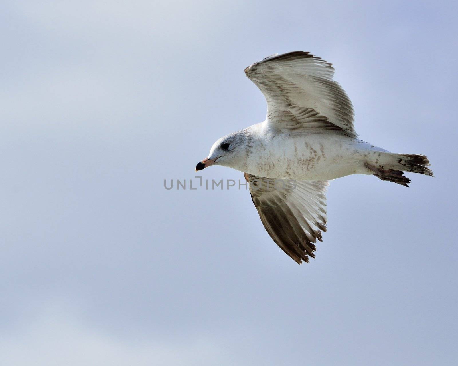 A ring-billed seagull in flight across a body of water.