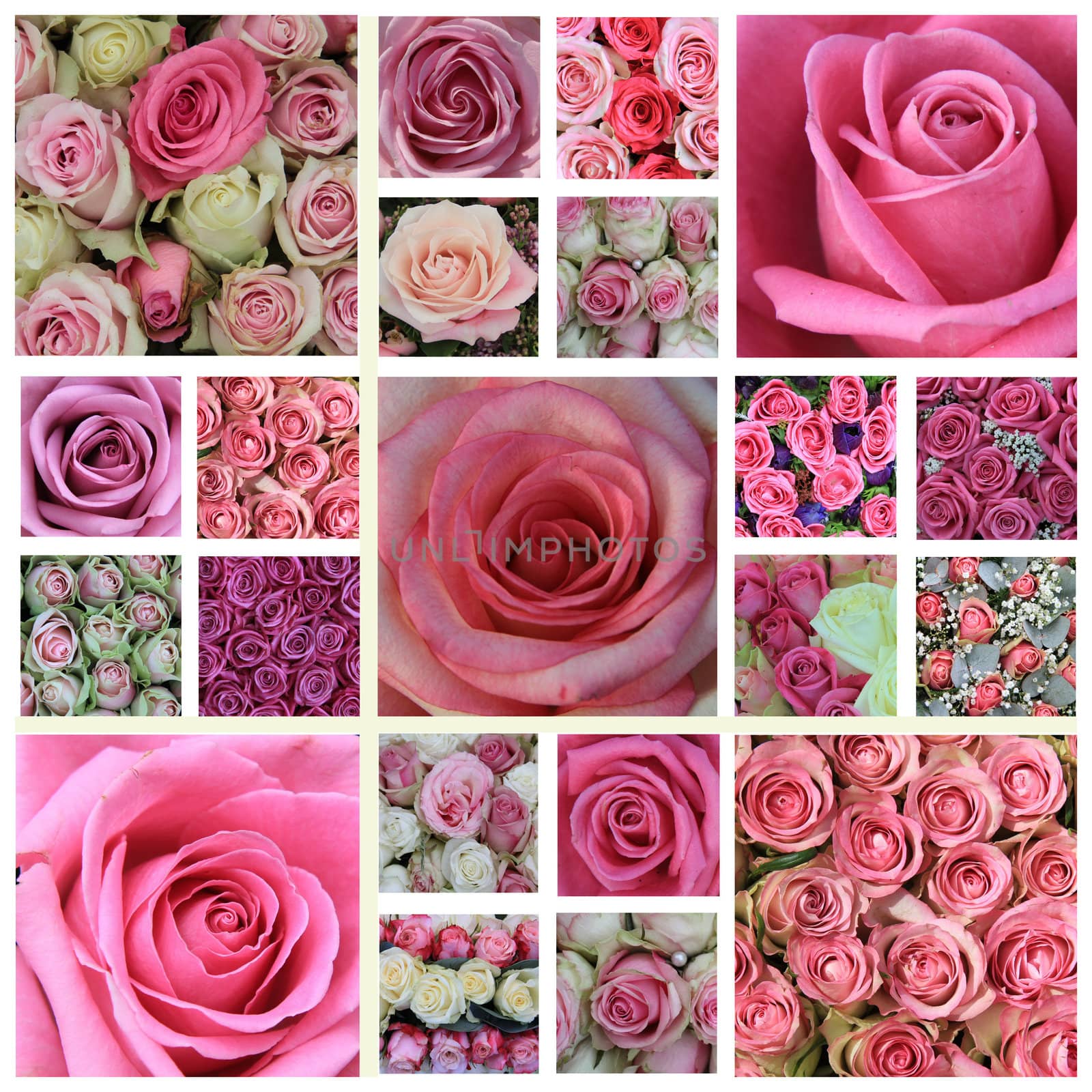 21 different pink rose images in a high resolution collage