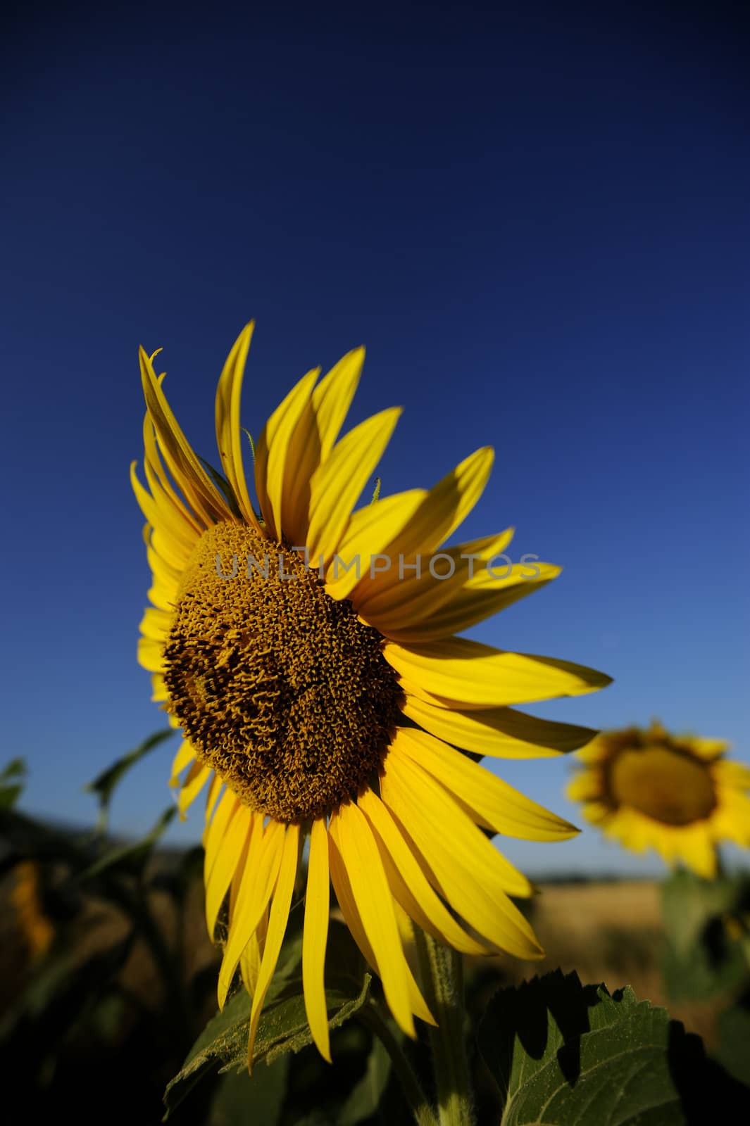 The warm yellow color os sunflowers announce summer
