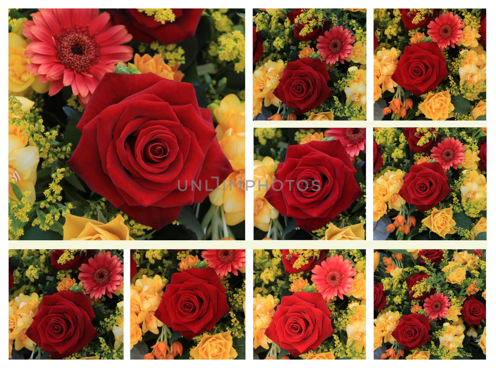 Nine different yellow and red rose images in a high resolution collage