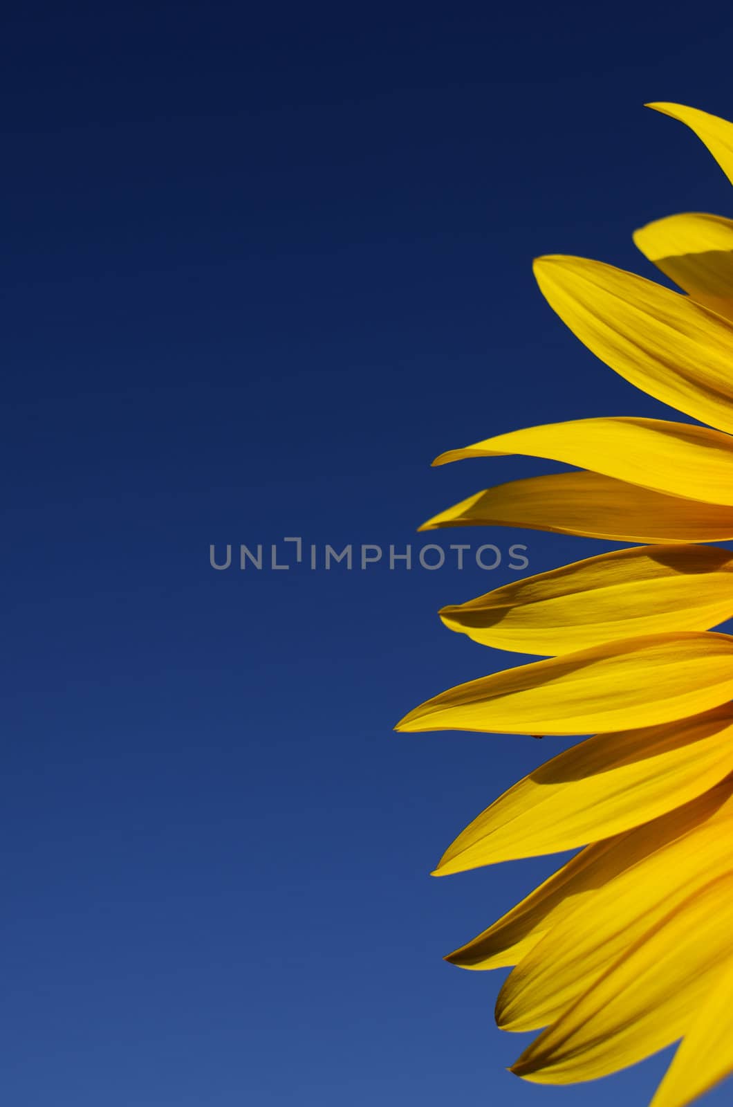 The warm yellow color os sunflowers announce summer