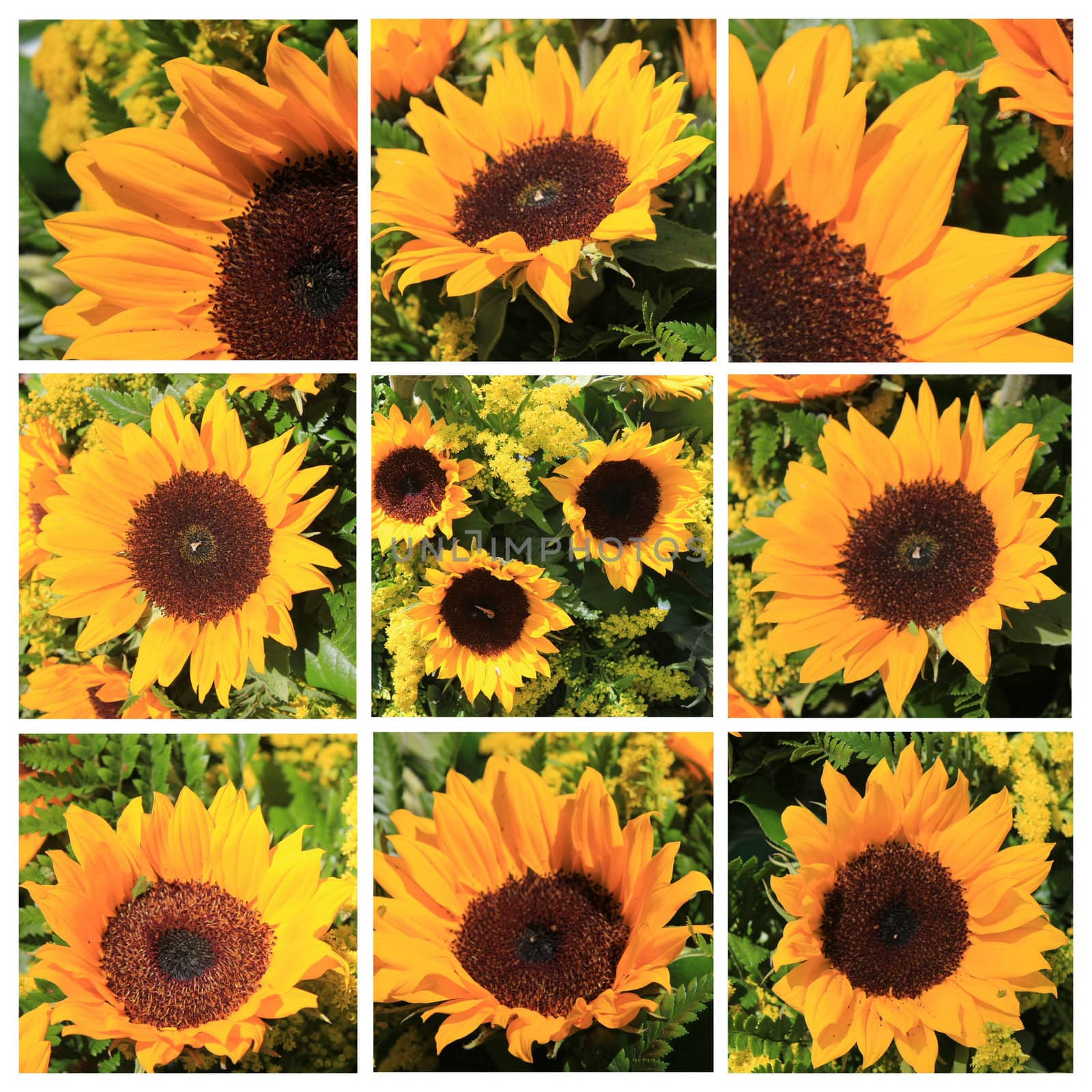 Nine different yellow sunflower images in a high resolution collage