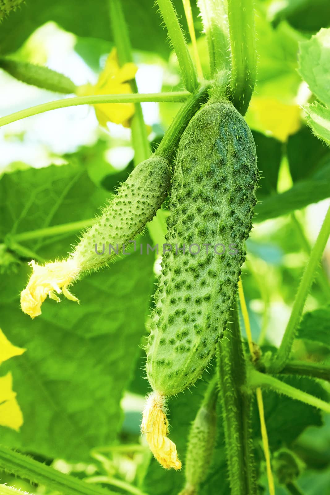 Cucumbers in greenhouse by qiiip