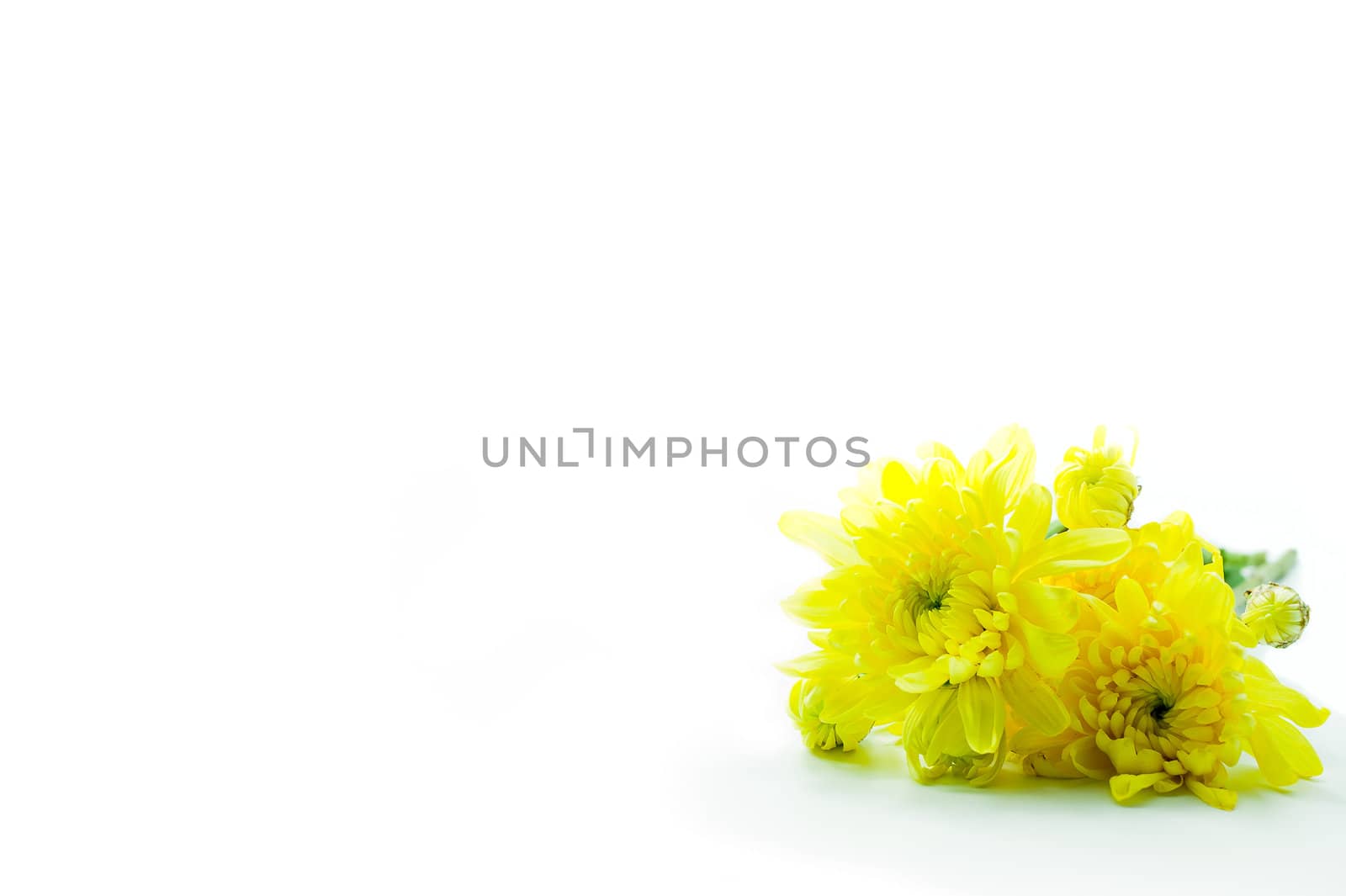 Yellow Chrysanthemums flower isolate on white background