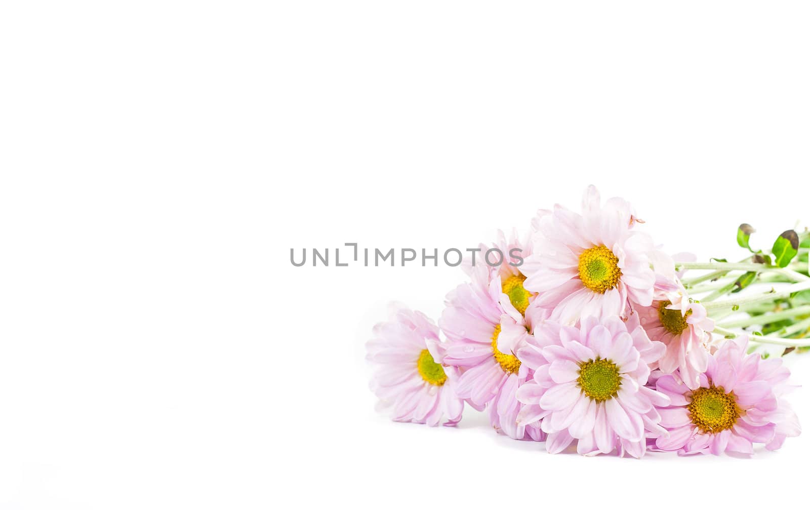 Blue Chrysanthemums flower isolate on white background