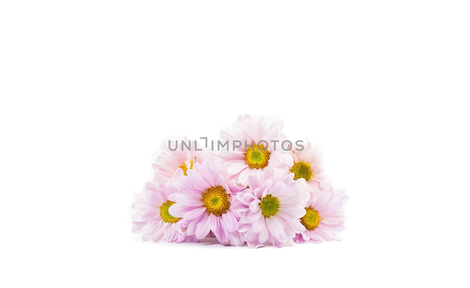 Blue Chrysanthemums flower isolate on white background