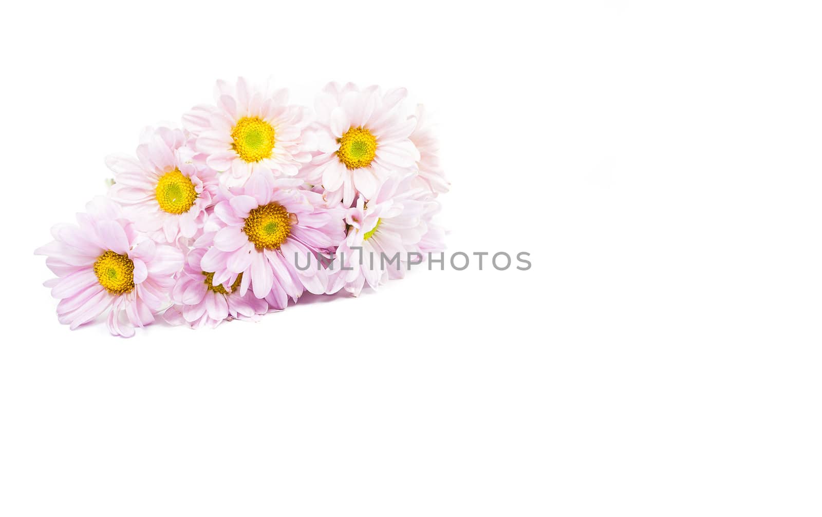 Blue Chrysanthemums flower isolate on white background