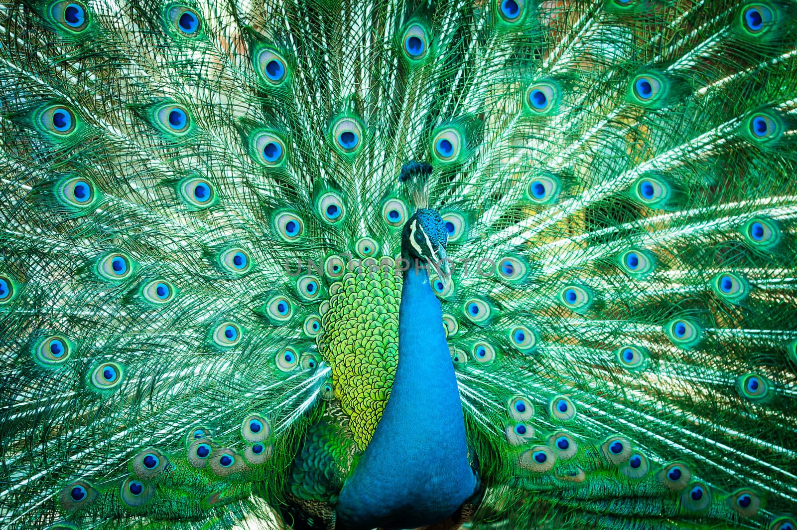 Portrait of peacock with feathers out by moggara12