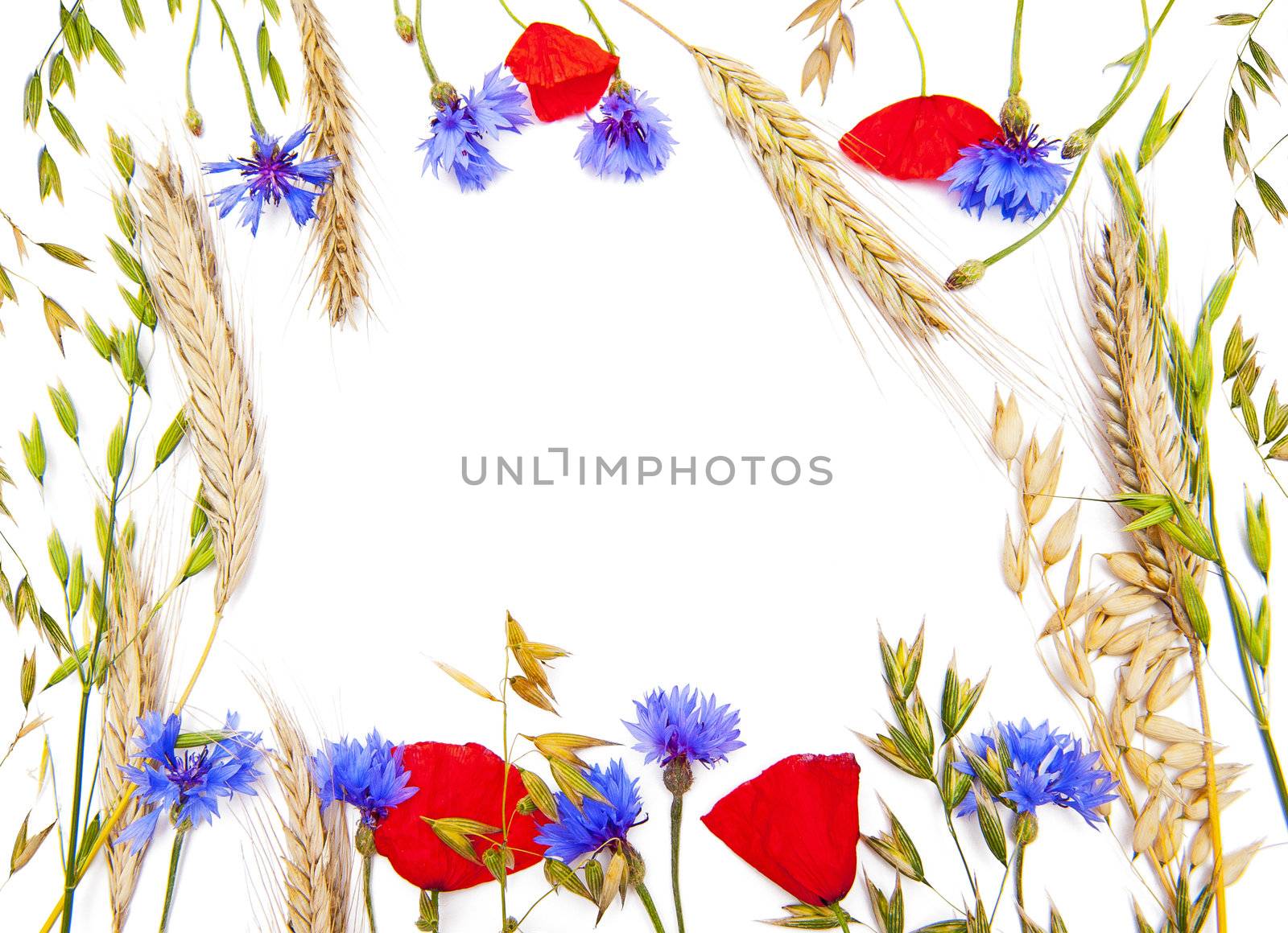 Flower frame by Yaurinko