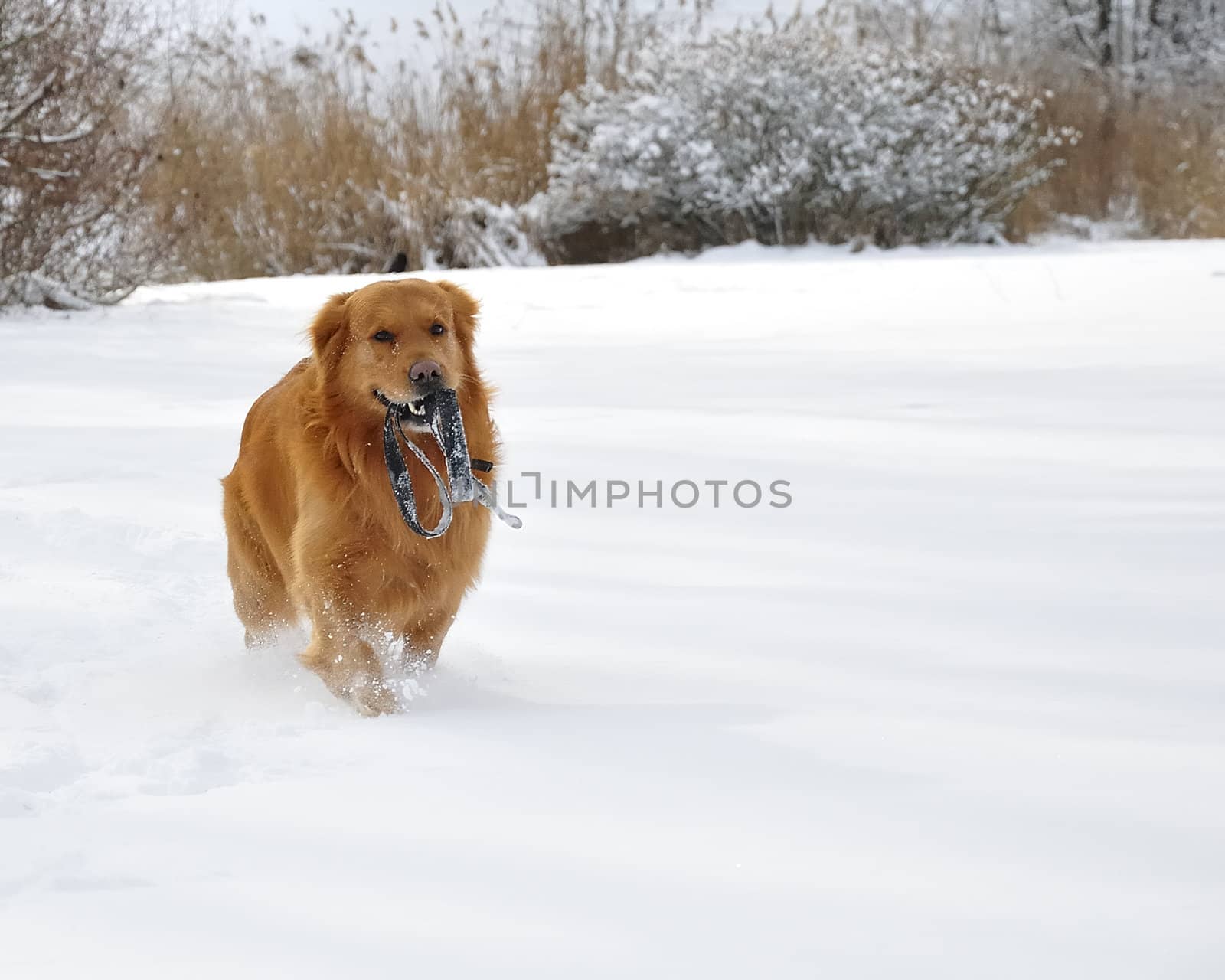 Golden retriever in the snow. Happy dog. 