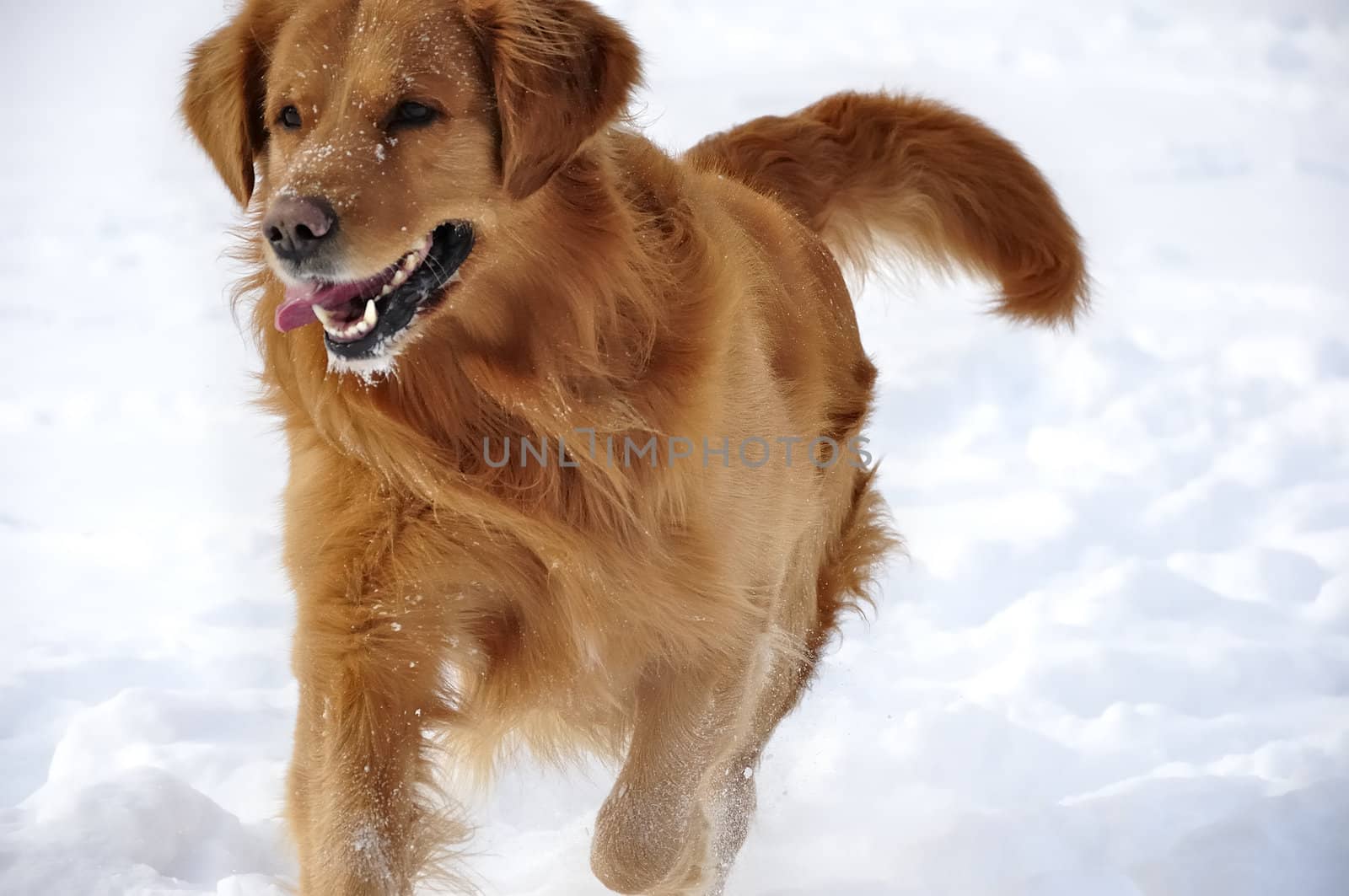 Golden retriever in the snow. Happy dog. by jmffotos