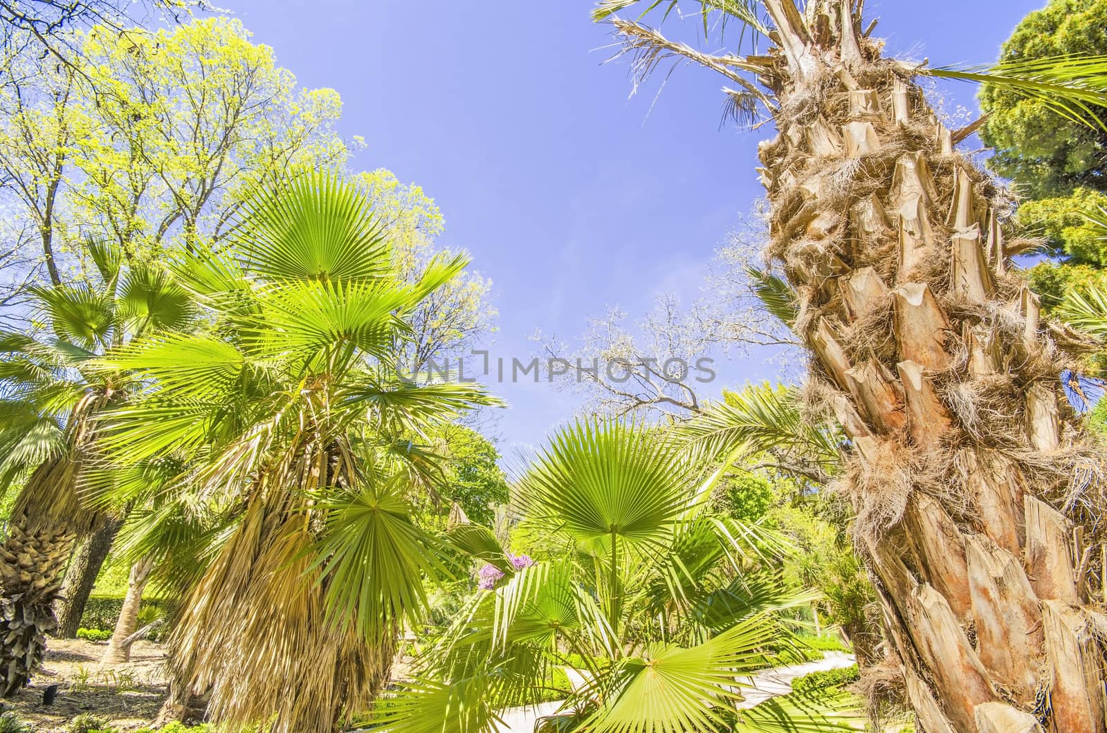 Palm tree in Botanic garden, Madrid, Spain by HERRAEZ