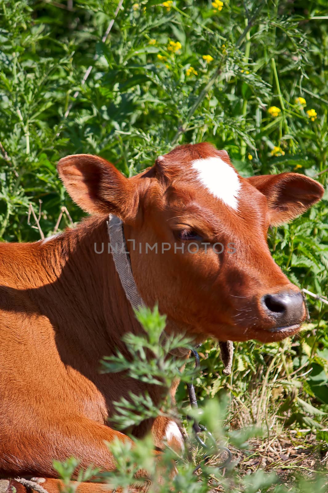 Close up of calf's head against green  grass.