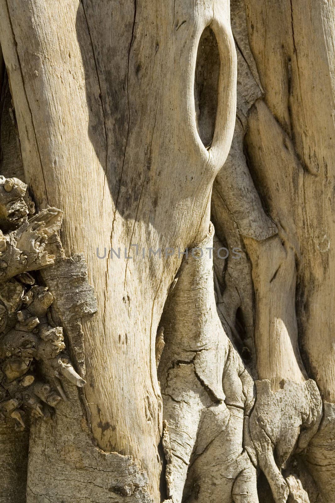 Wooden texture by Vladimir