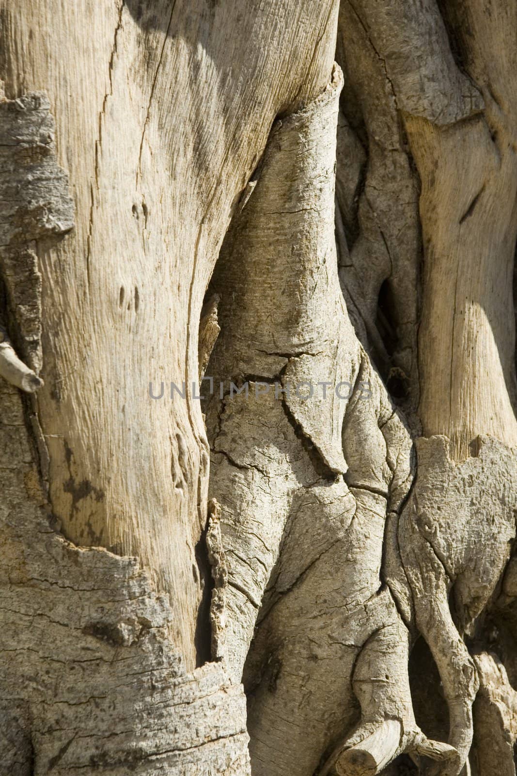 Texture of old wood stump. Background for graphic design.